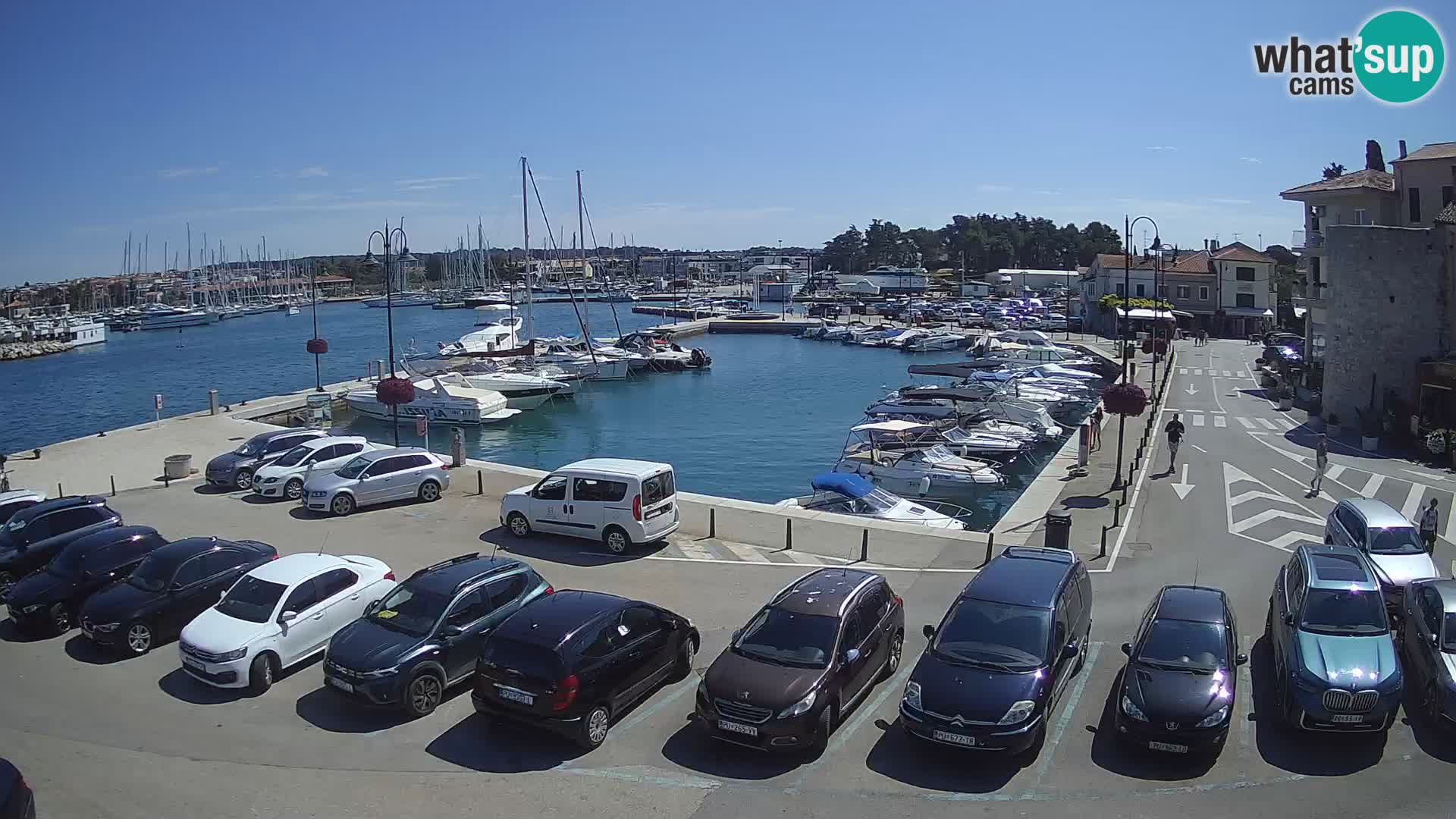 Novigrad | Porporela marina
