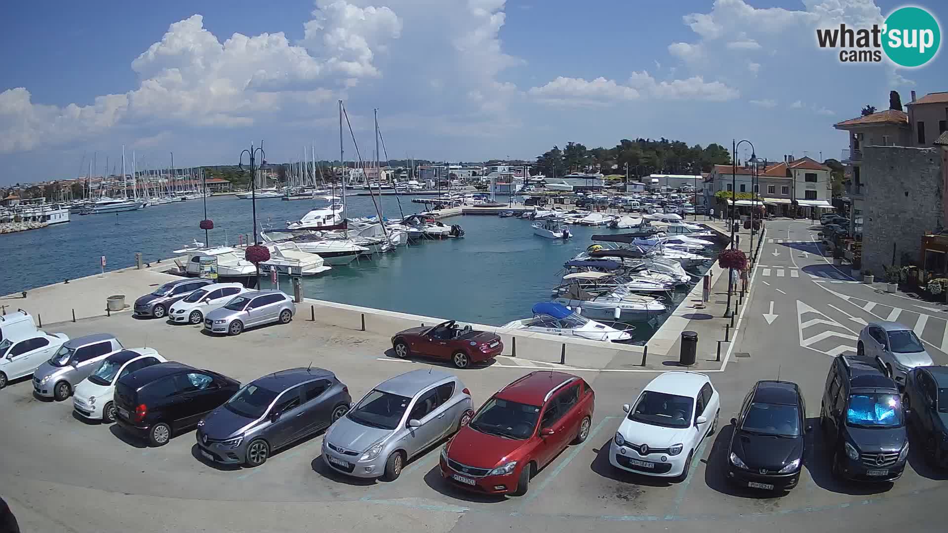 Novigrad | Porporela marina