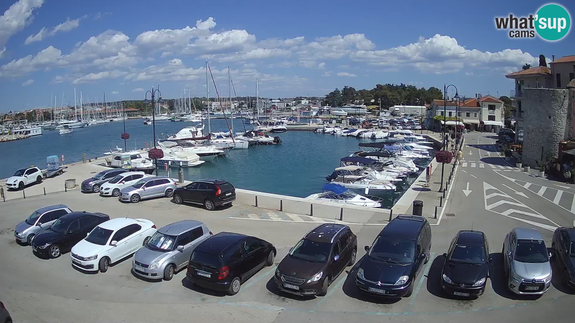Novigrad | Porporela marina