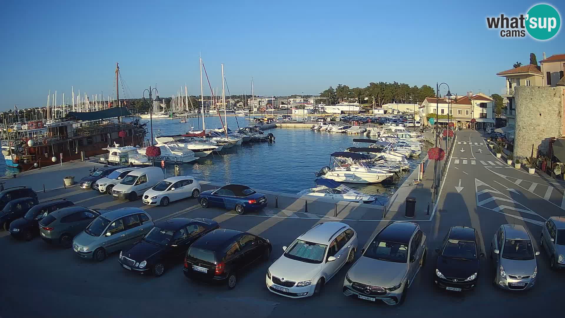 Novigrad | Porporela marina