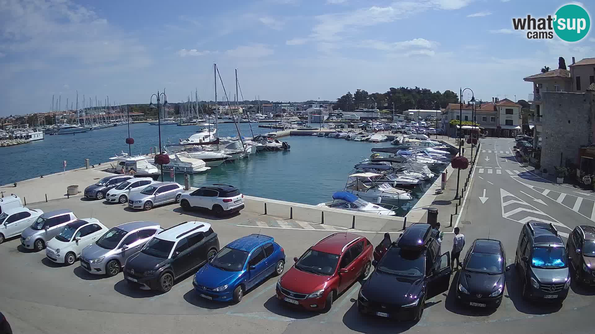 Novigrad | Porporela marina