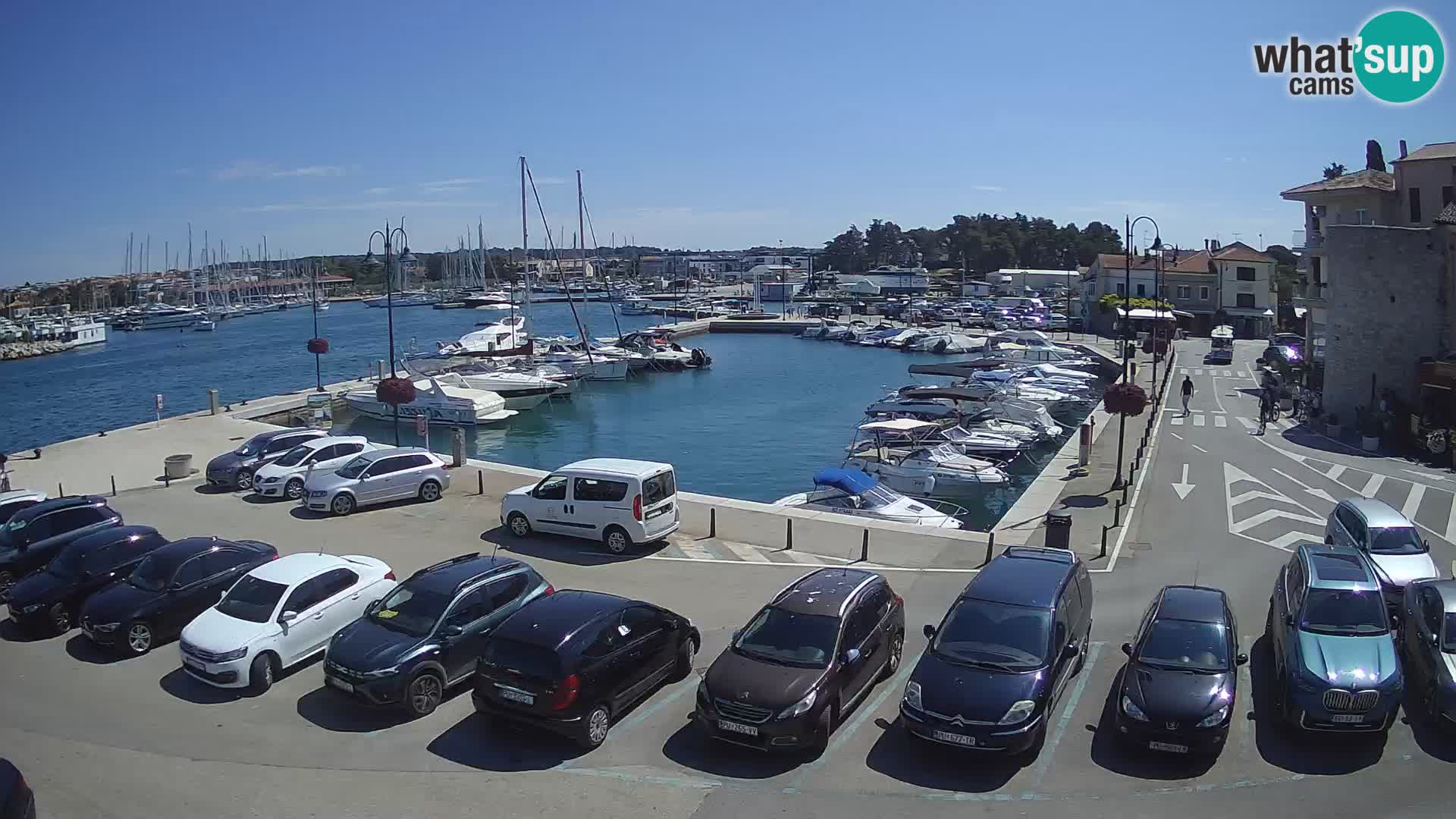 Novigrad | Porporela marina