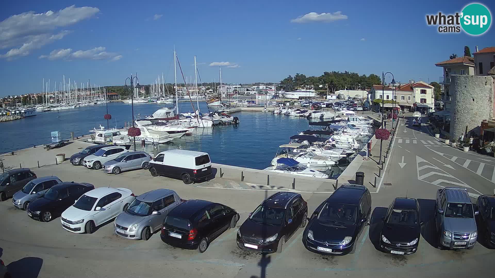 Novigrad | Porporela marina