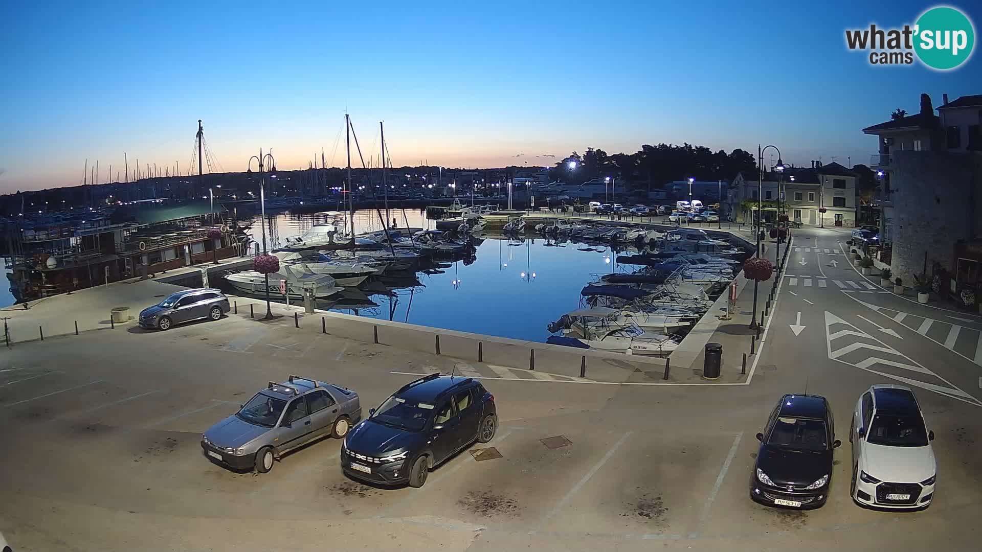 Novigrad | Porporela marina