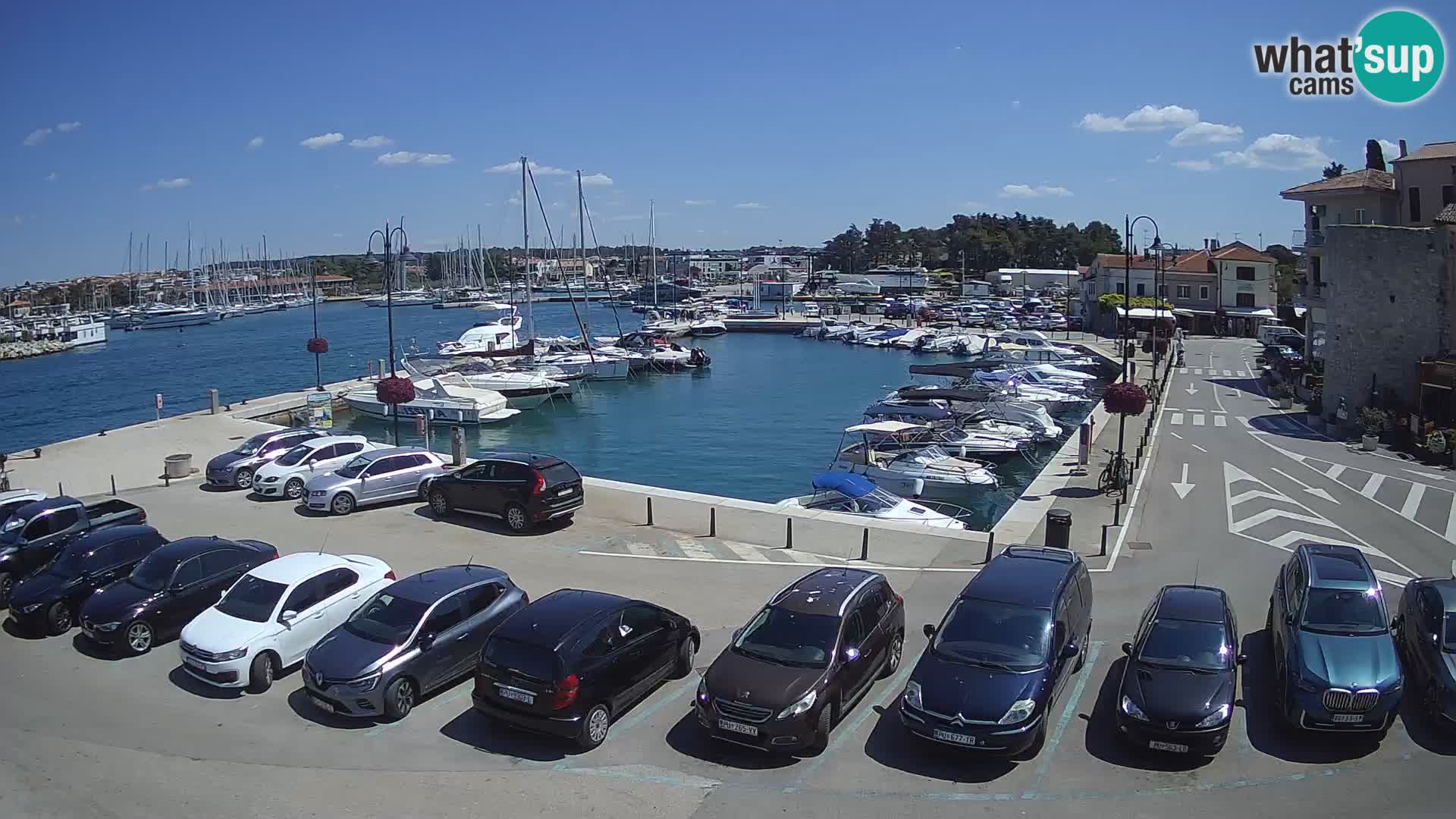 Novigrad | Porporela marina