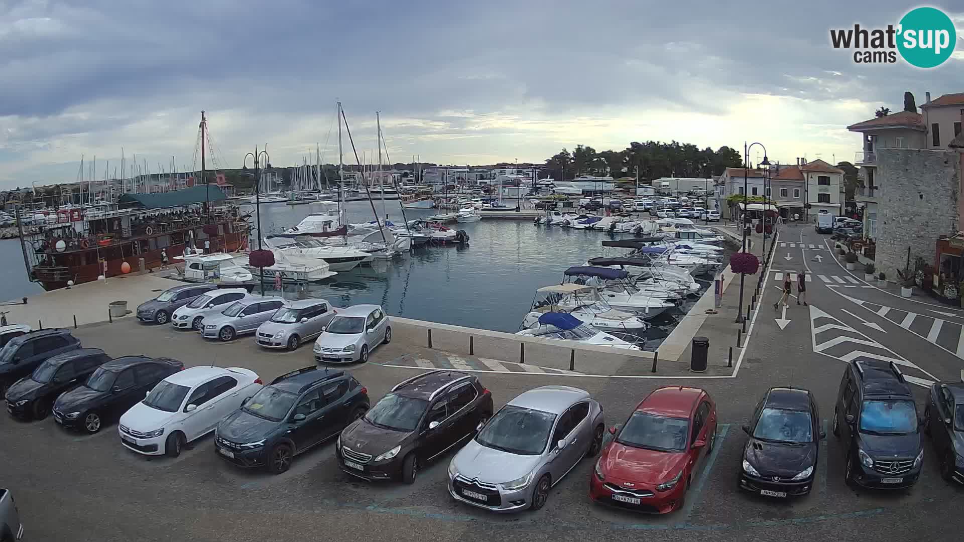 Novigrad | Porporela marina