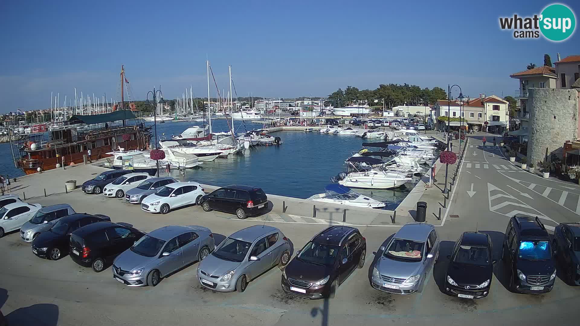 Novigrad | Porporela marina