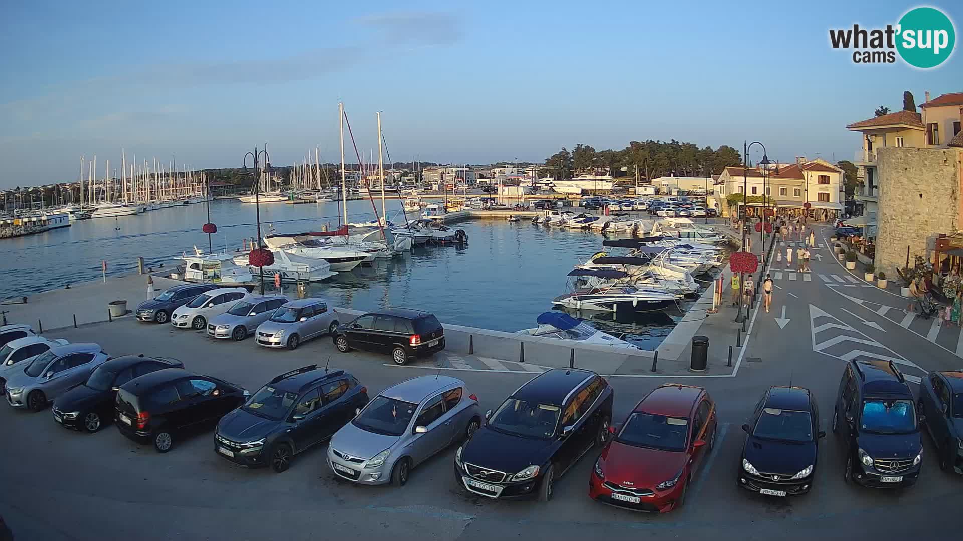 Novigrad | Porporela marina