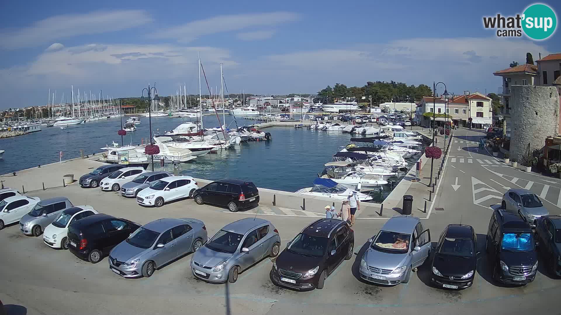 Novigrad | Porporela marina