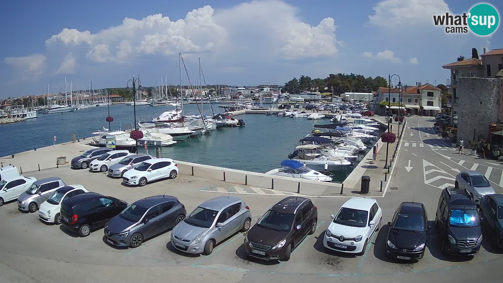 Novigrad | Porporela marina
