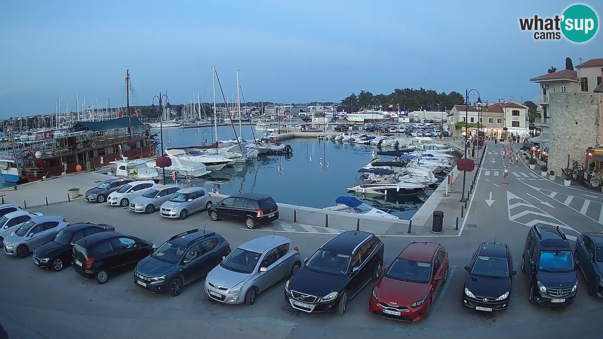 Novigrad | Porporela marina