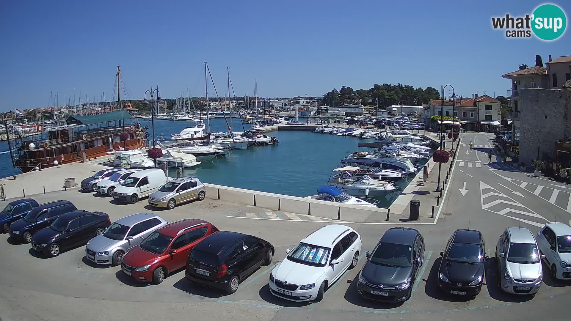 Novigrad | Porporela marina