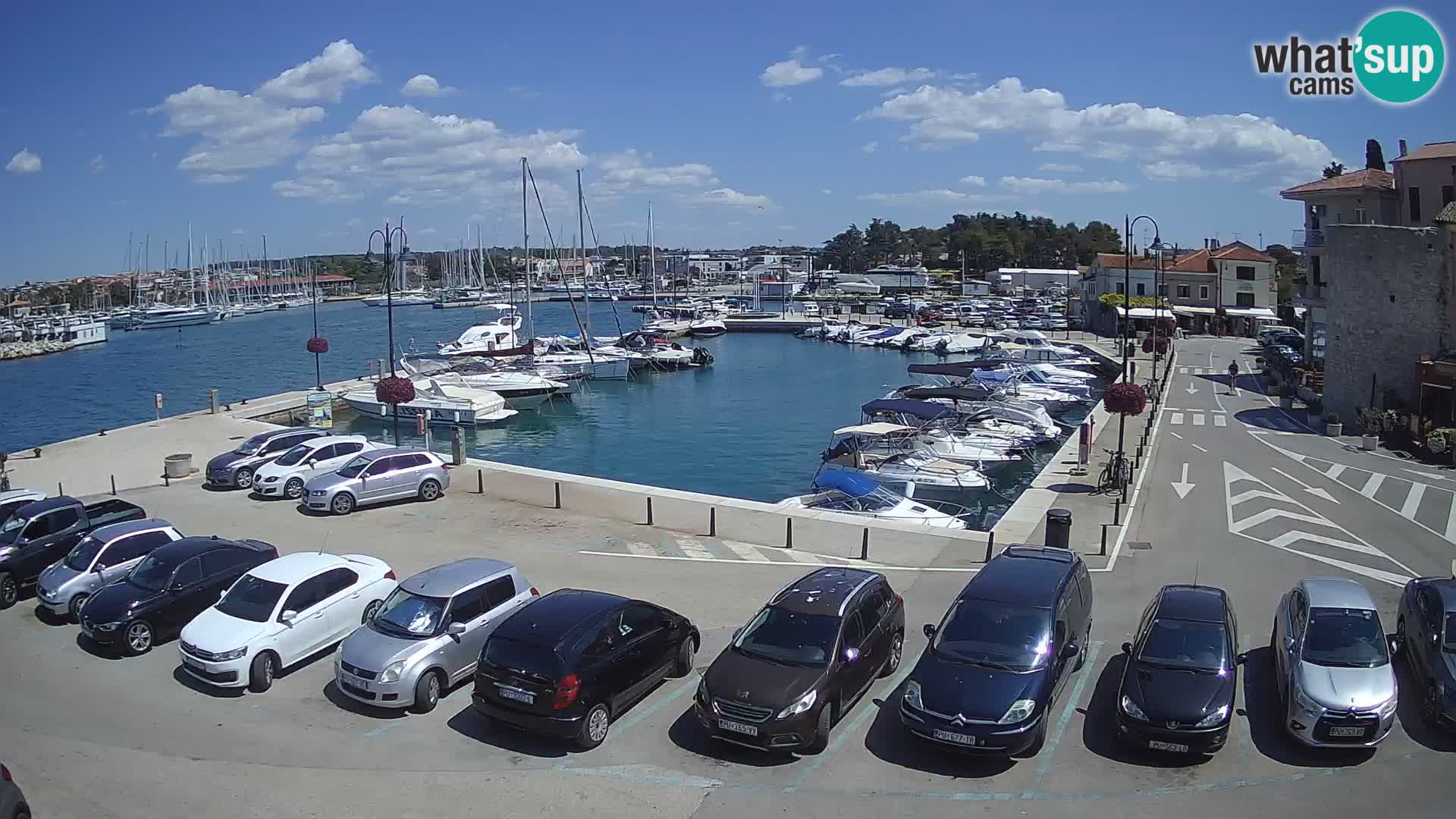Novigrad | Porporela marina
