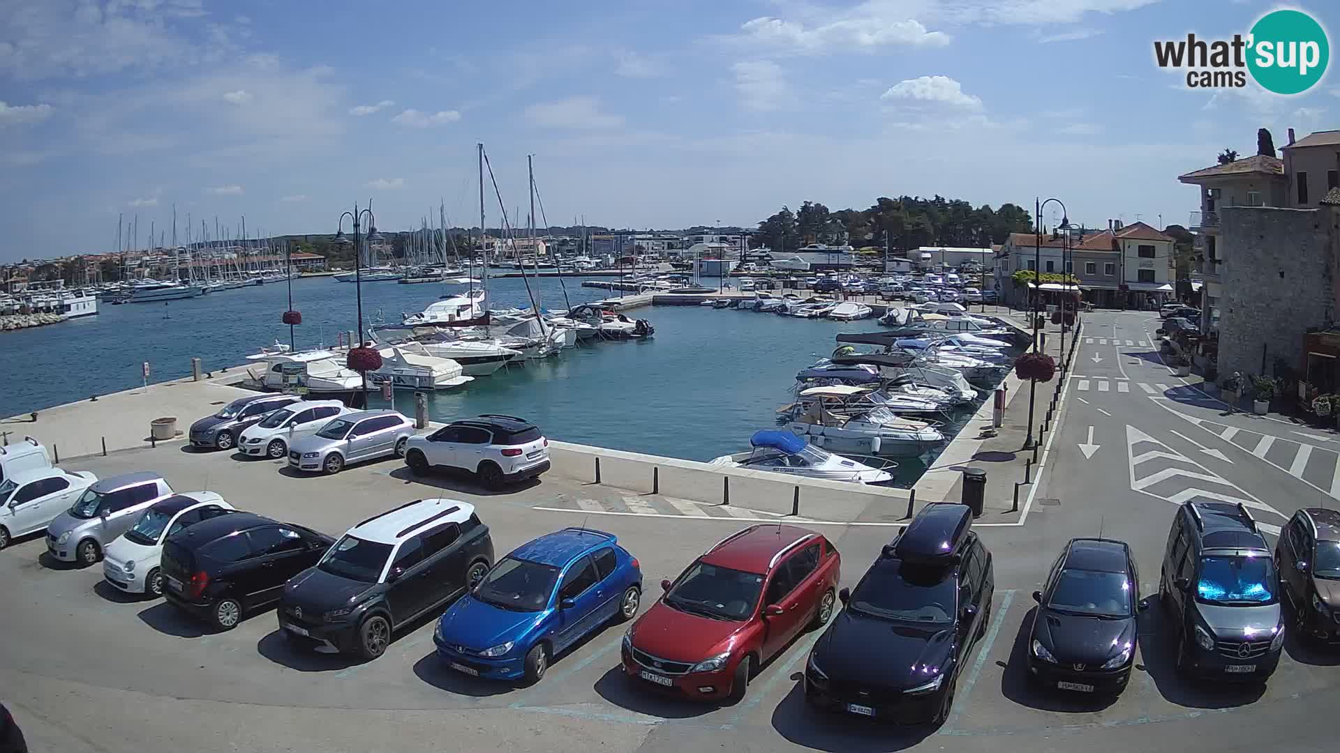Novigrad | Porporela marina