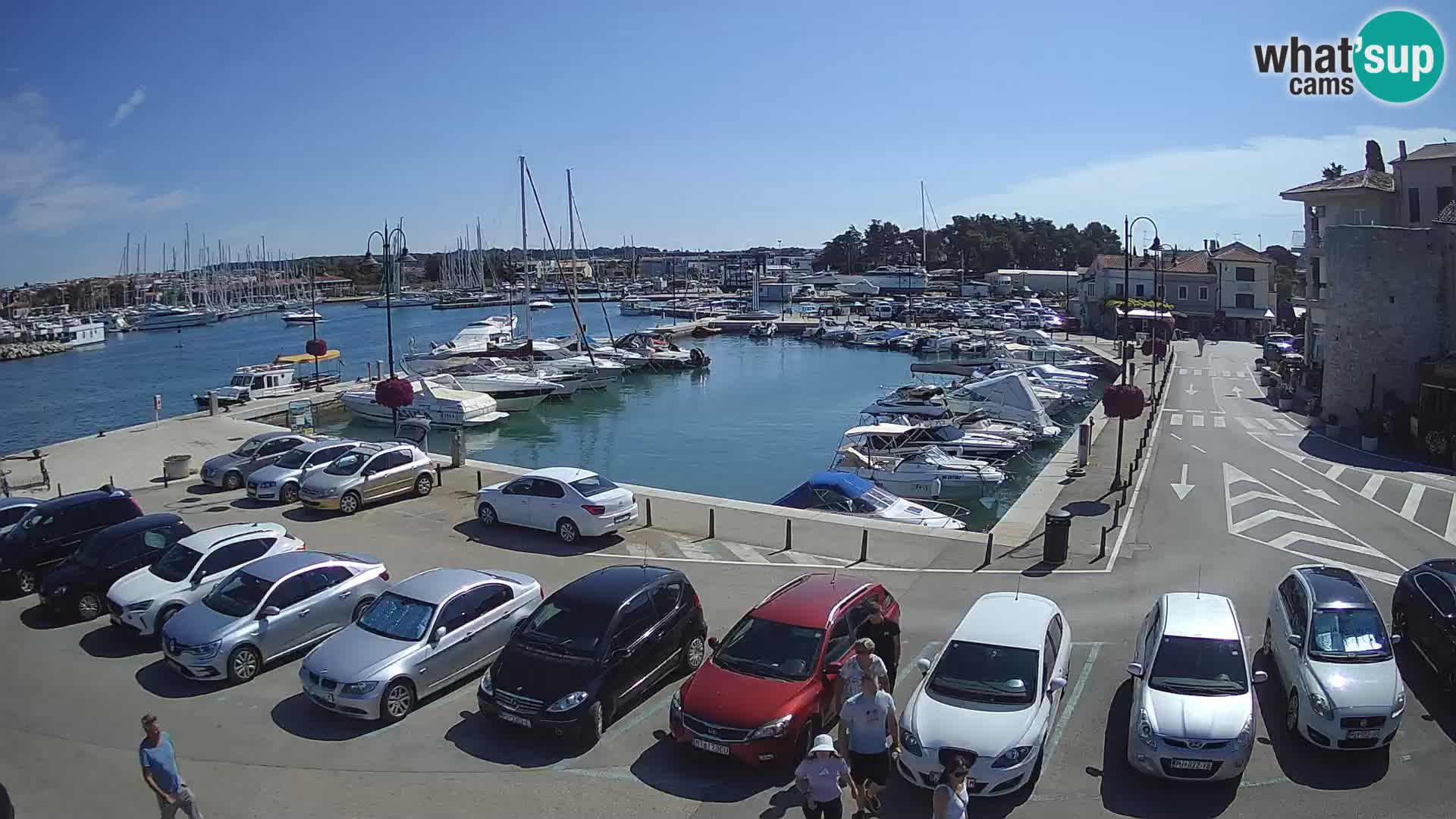 Novigrad | Porporela marina