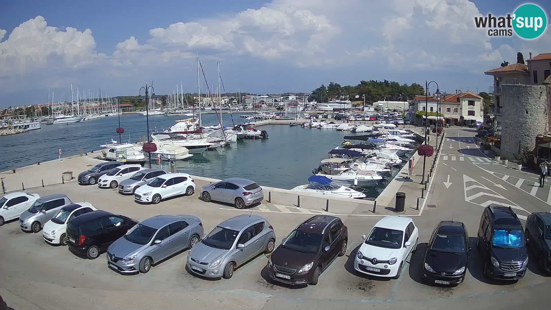 Novigrad | Porporela marina