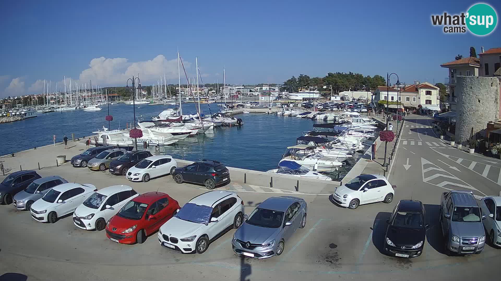 Novigrad | Porporela marina