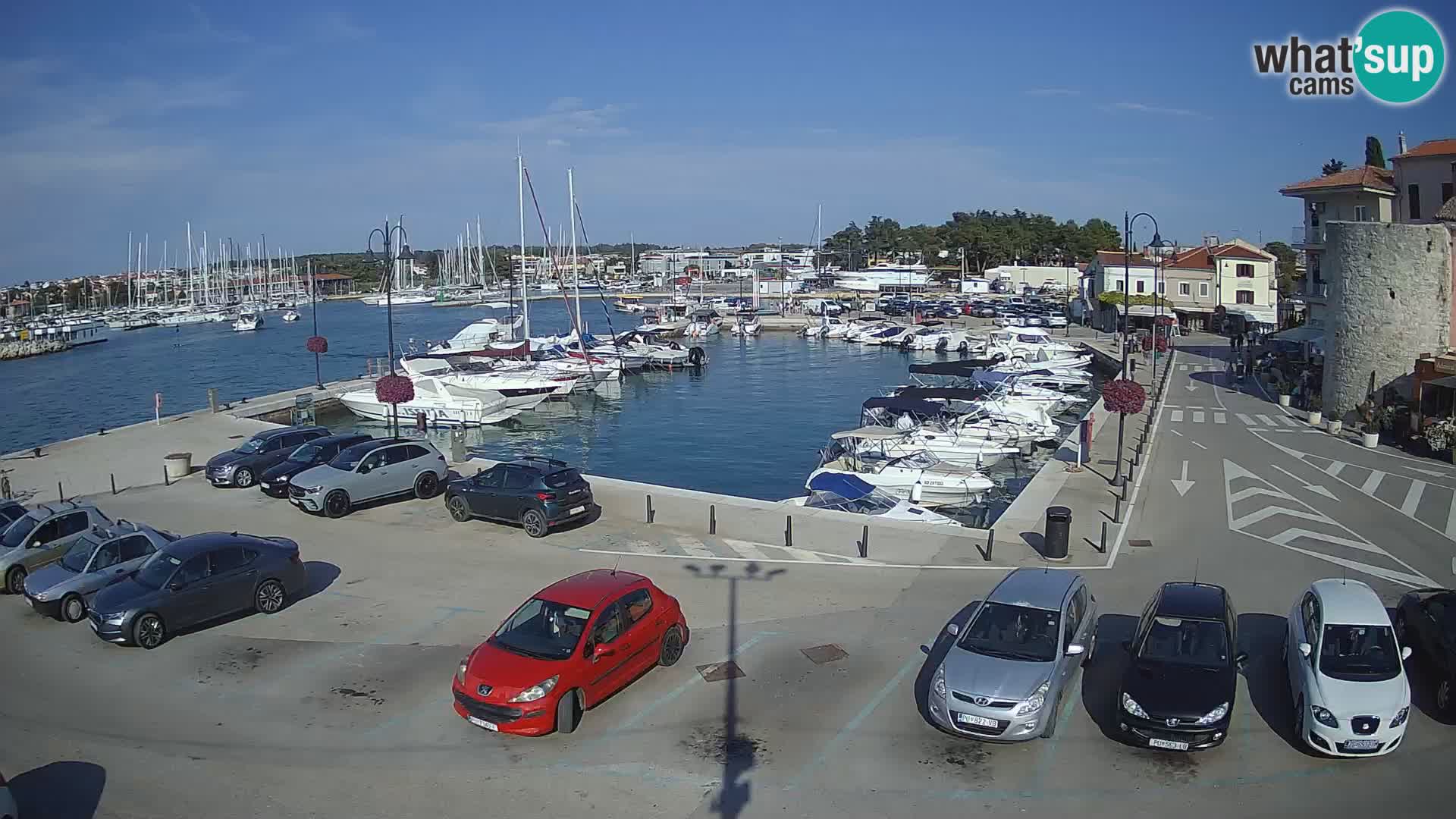 Novigrad | Porporela marina