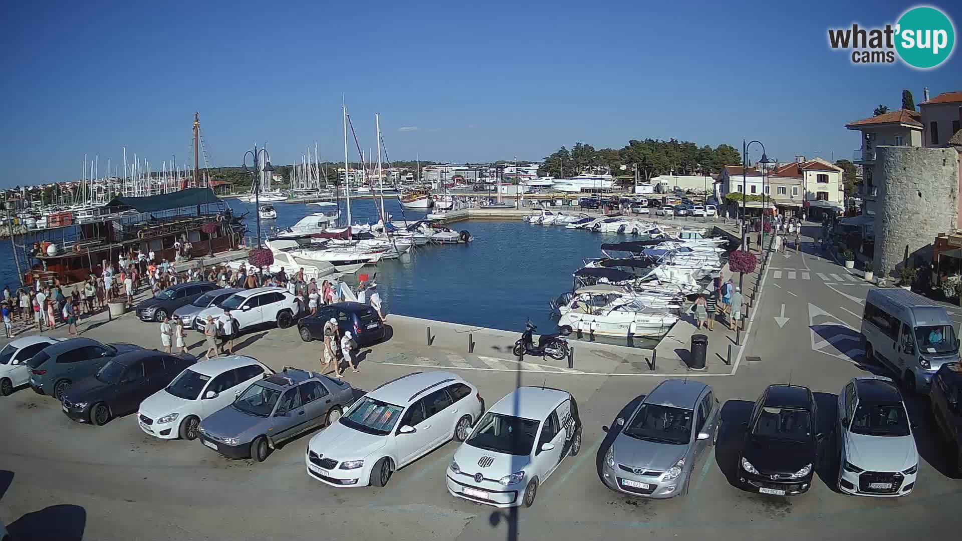 Novigrad | Porporela marina