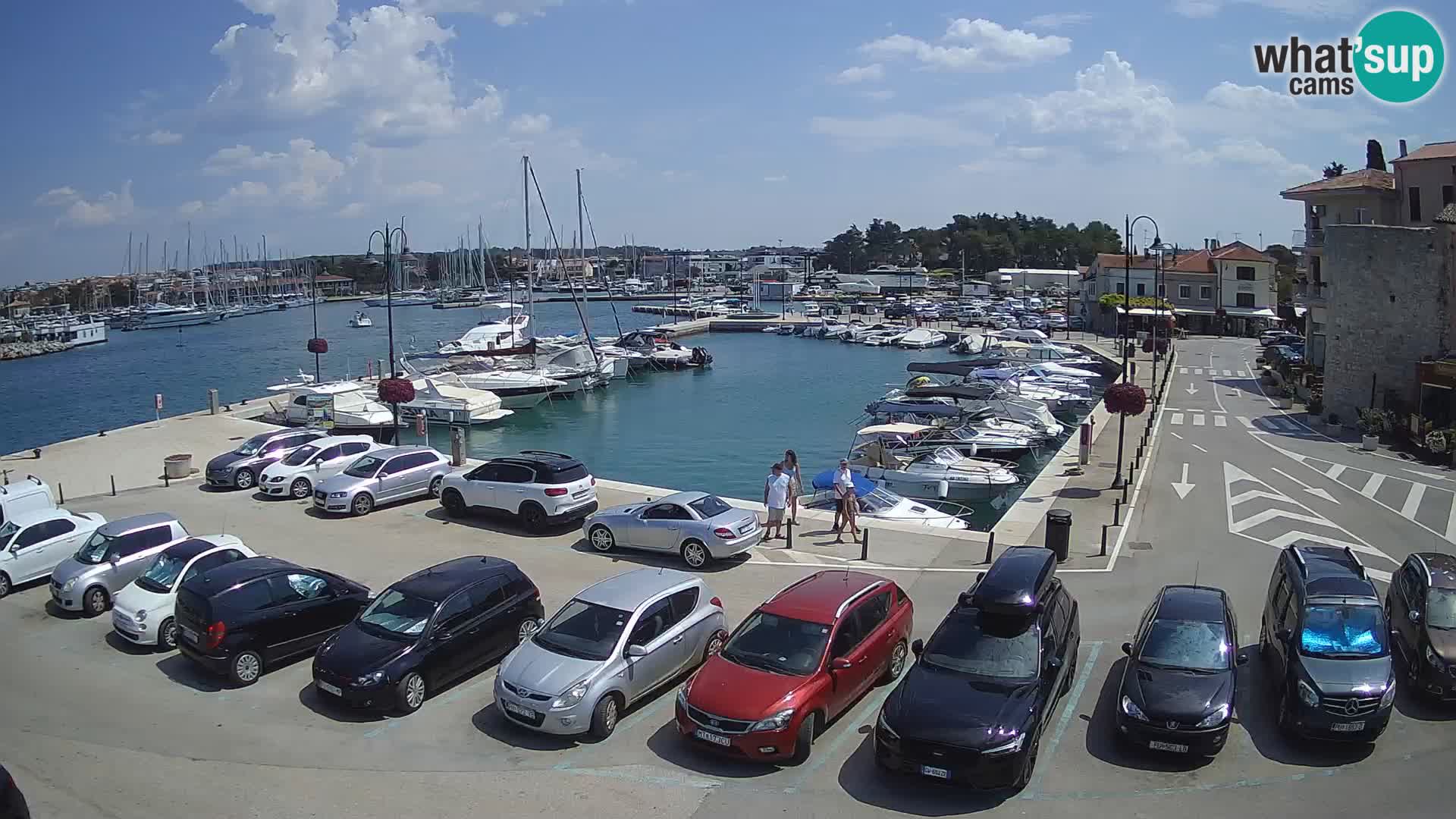 Novigrad | Porporela marina
