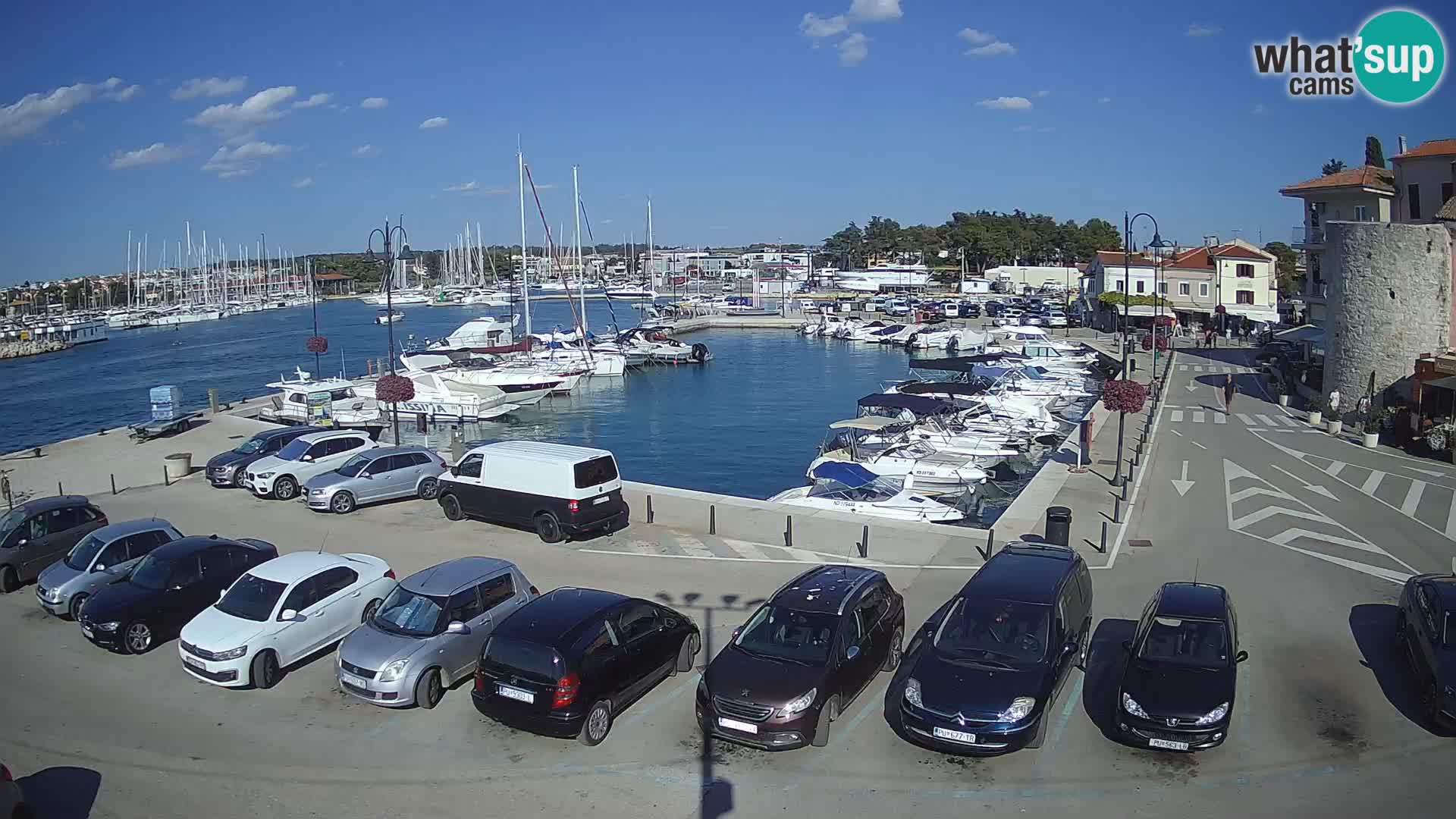 Novigrad | Porporela marina