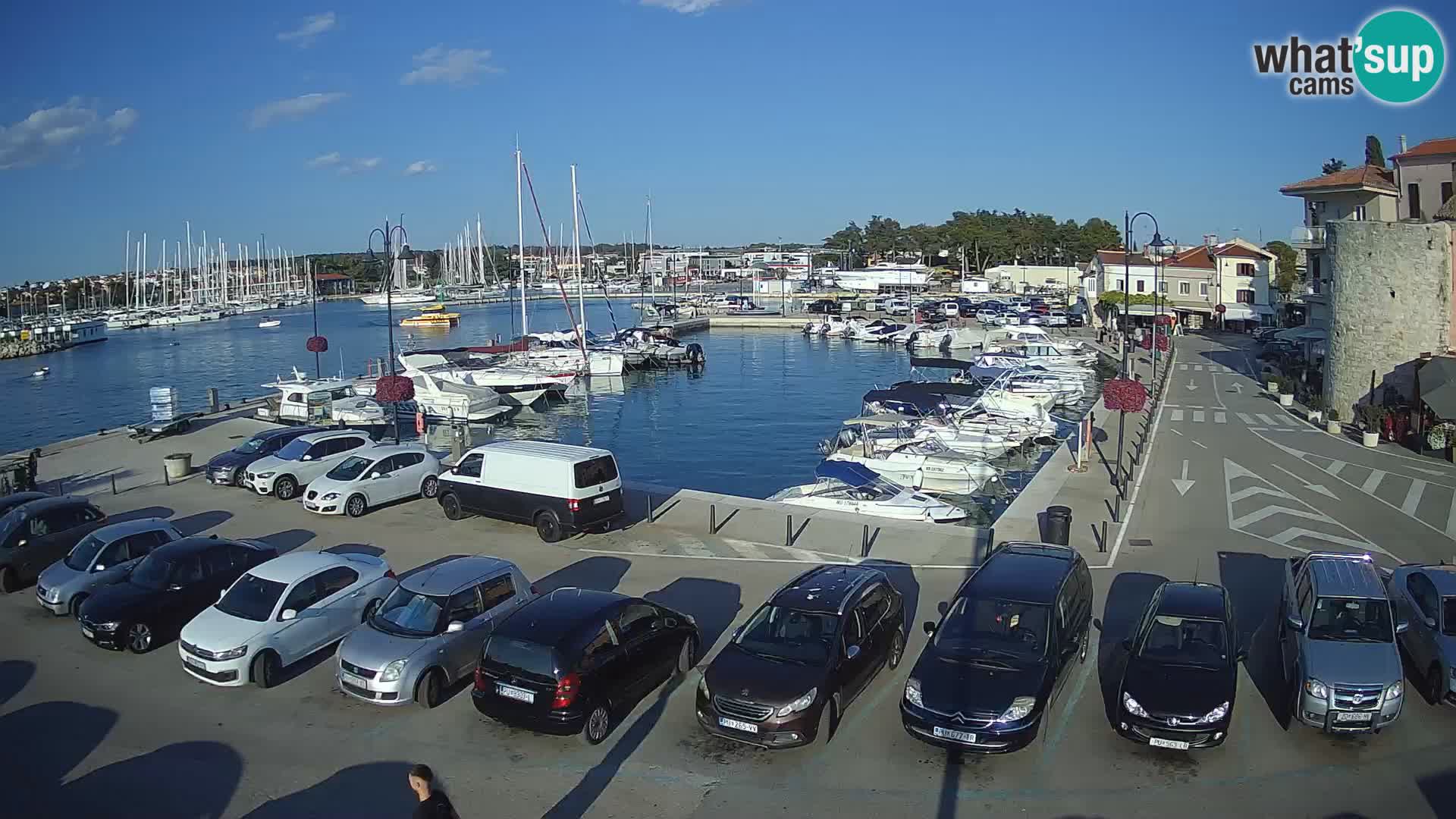 Novigrad | Porporela marina