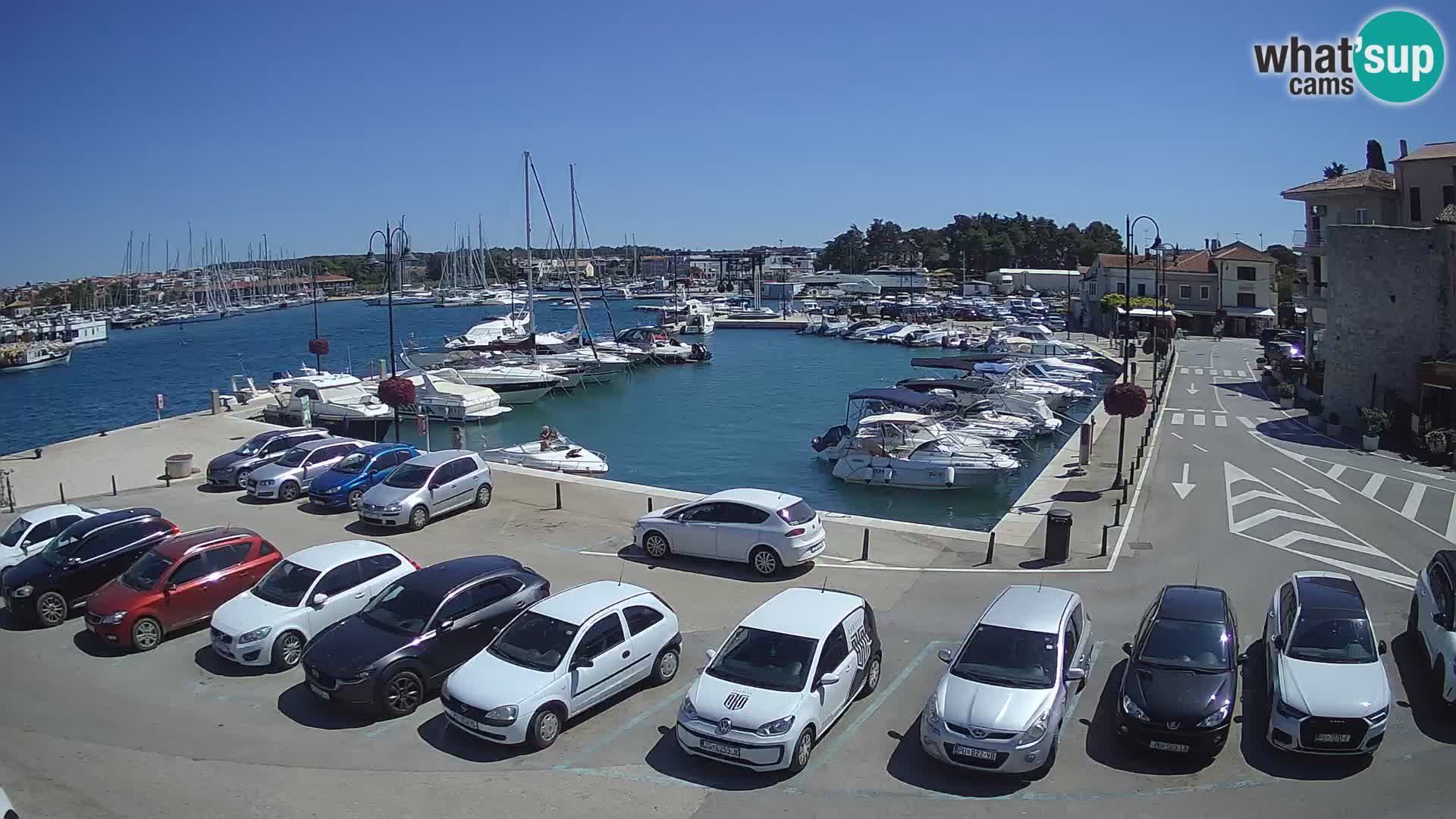Novigrad | Porporela marina