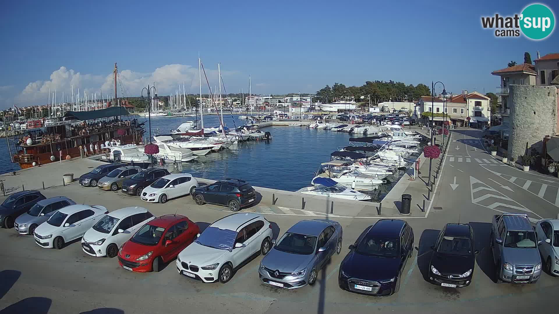 Novigrad | Porporela marina