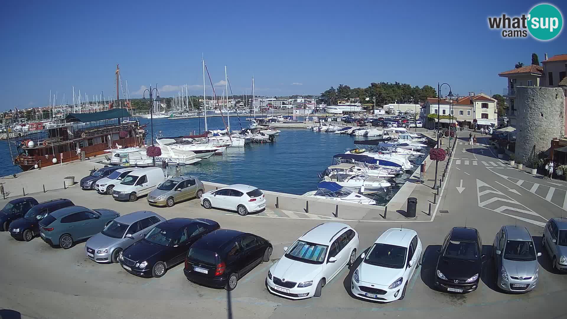 Novigrad | Porporela marina
