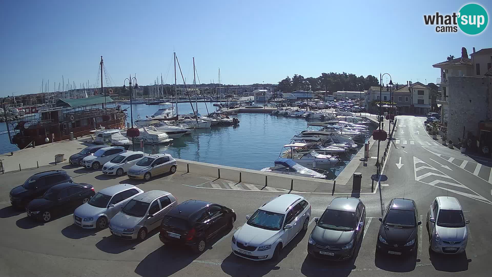 Novigrad | Porporela marina