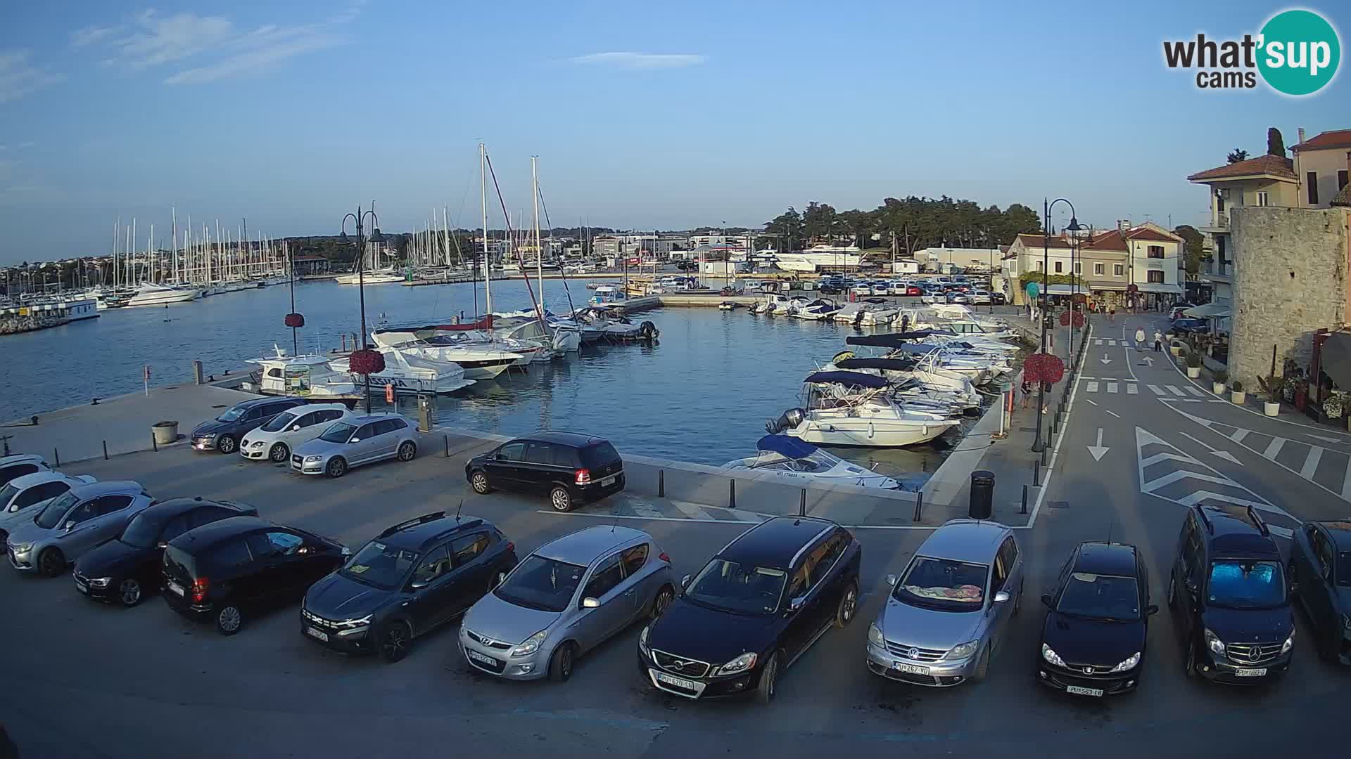 Novigrad | Porporela marina