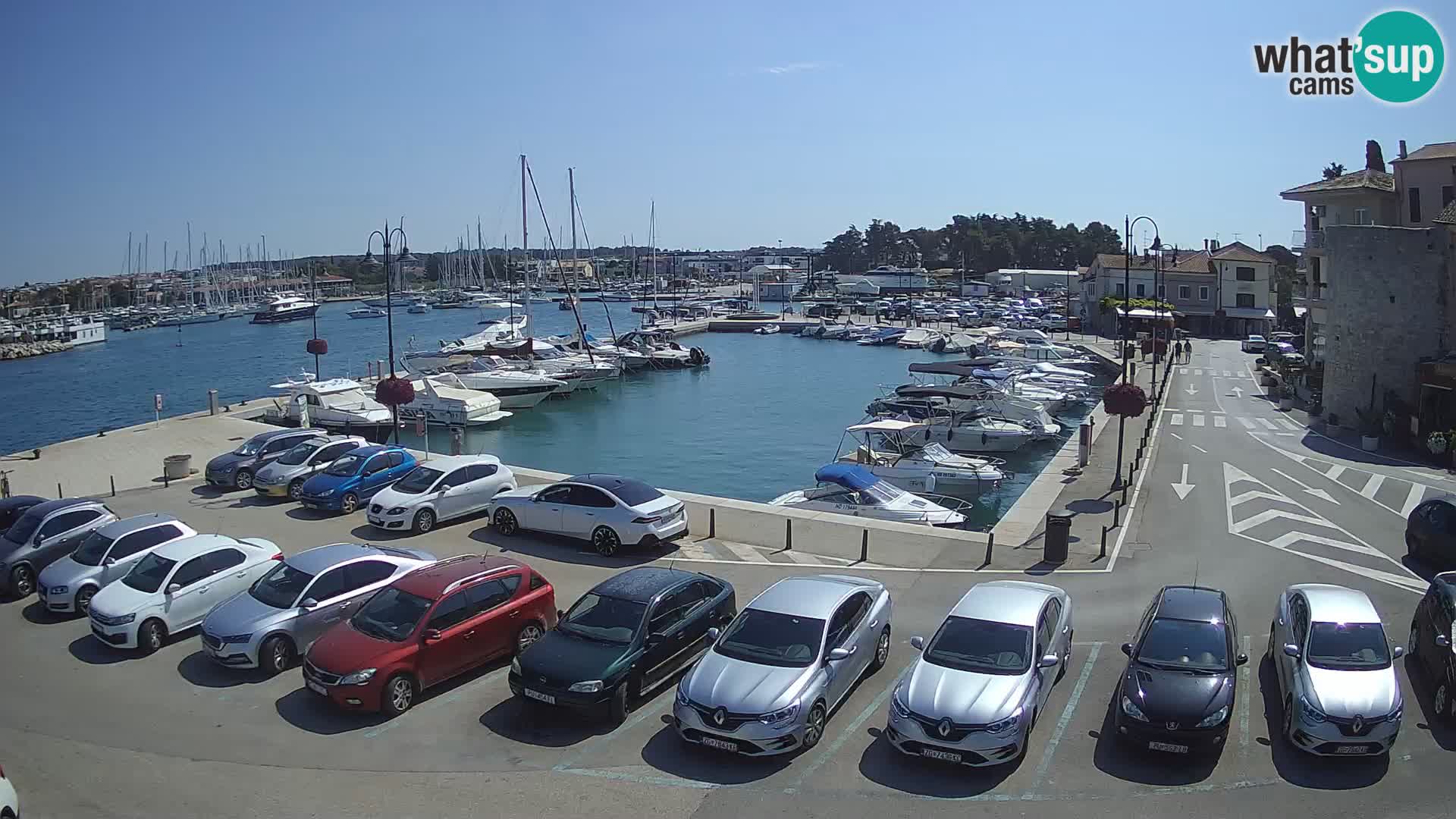 Novigrad | Porporela marina