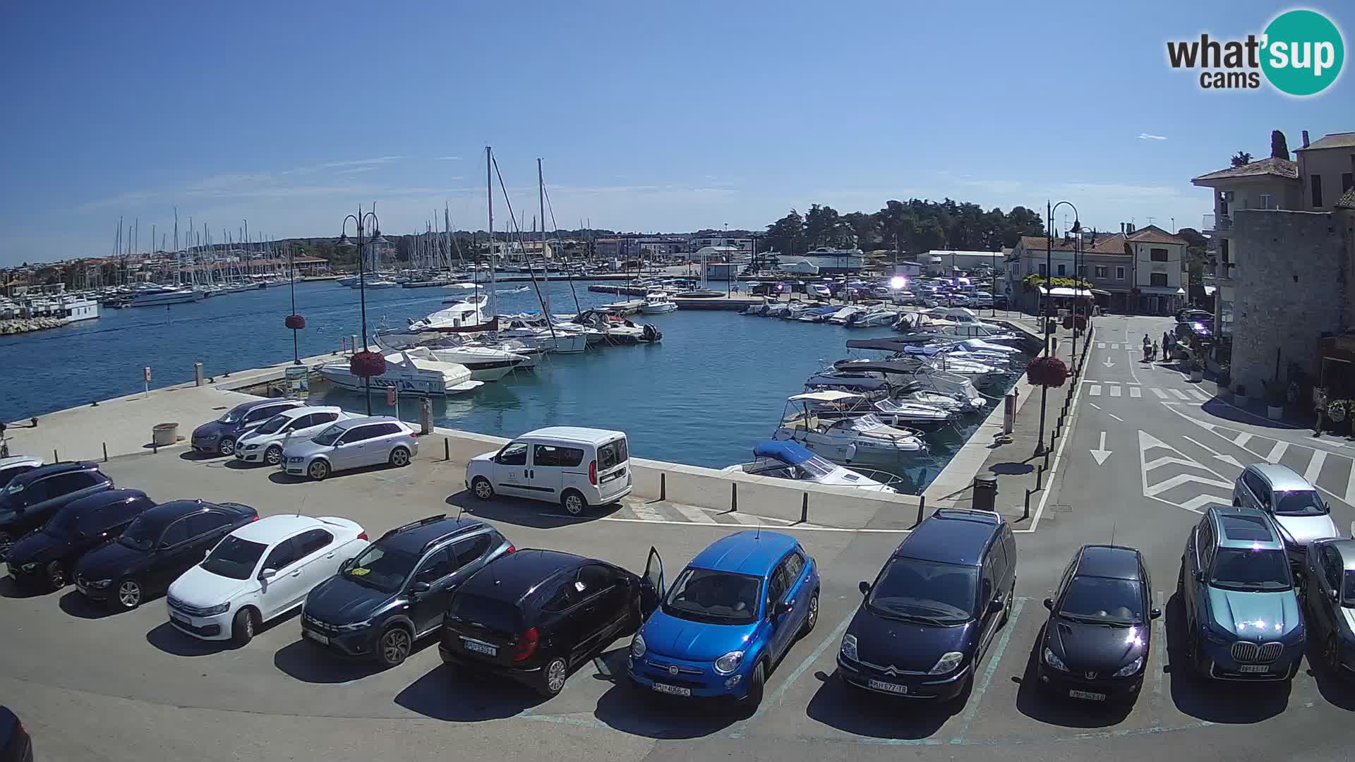 Novigrad | Porporela marina