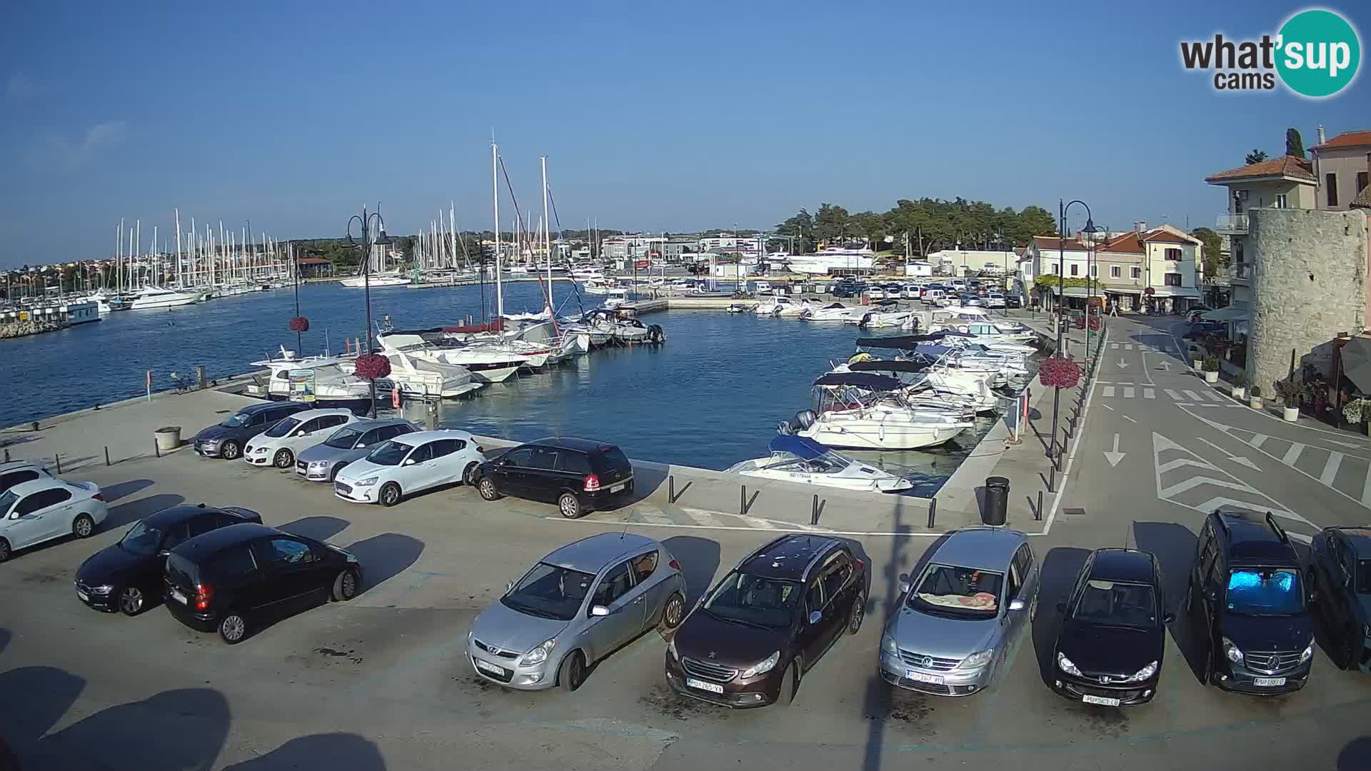 Novigrad | Porporela marina
