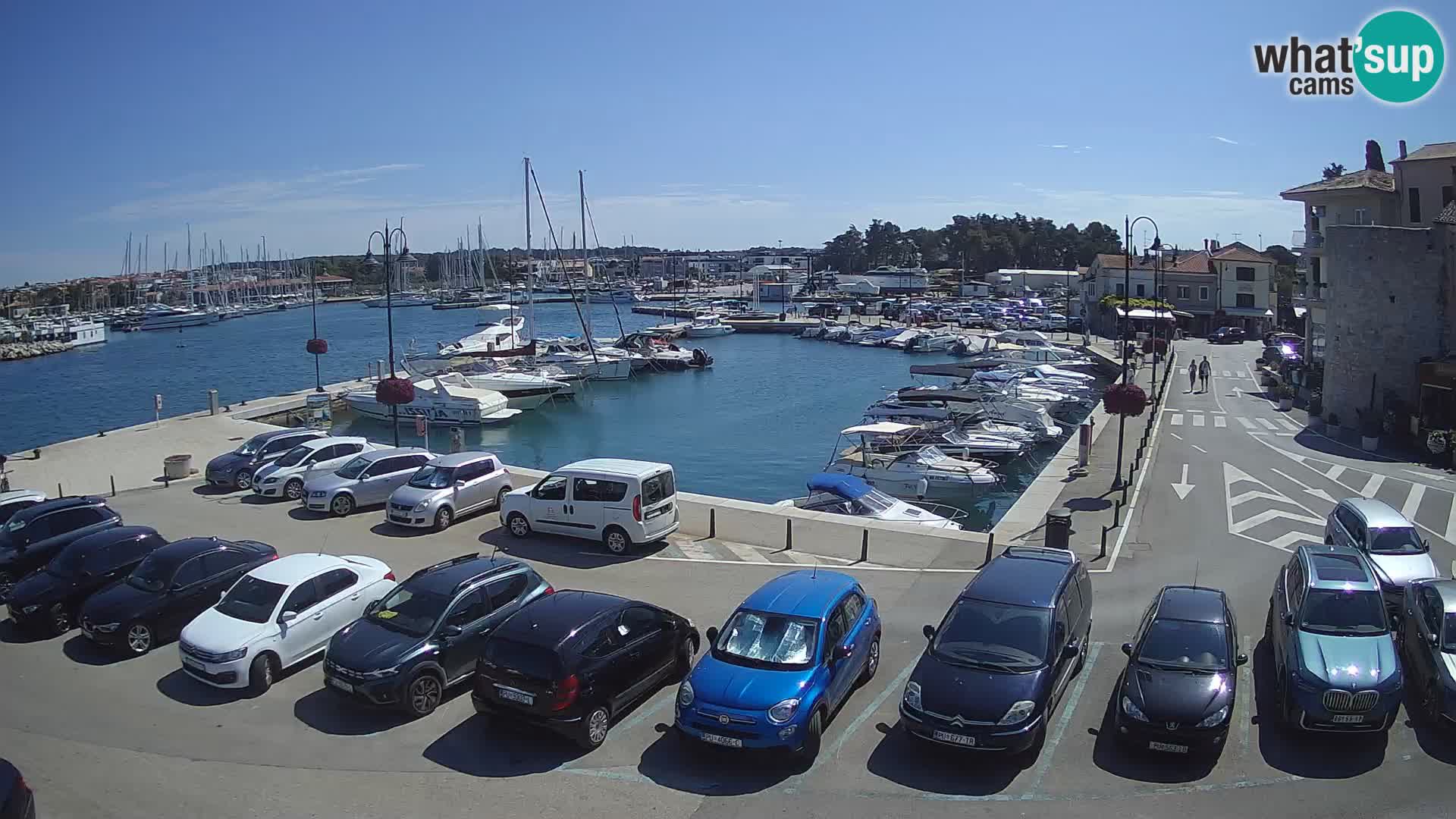 Novigrad | Porporela marina
