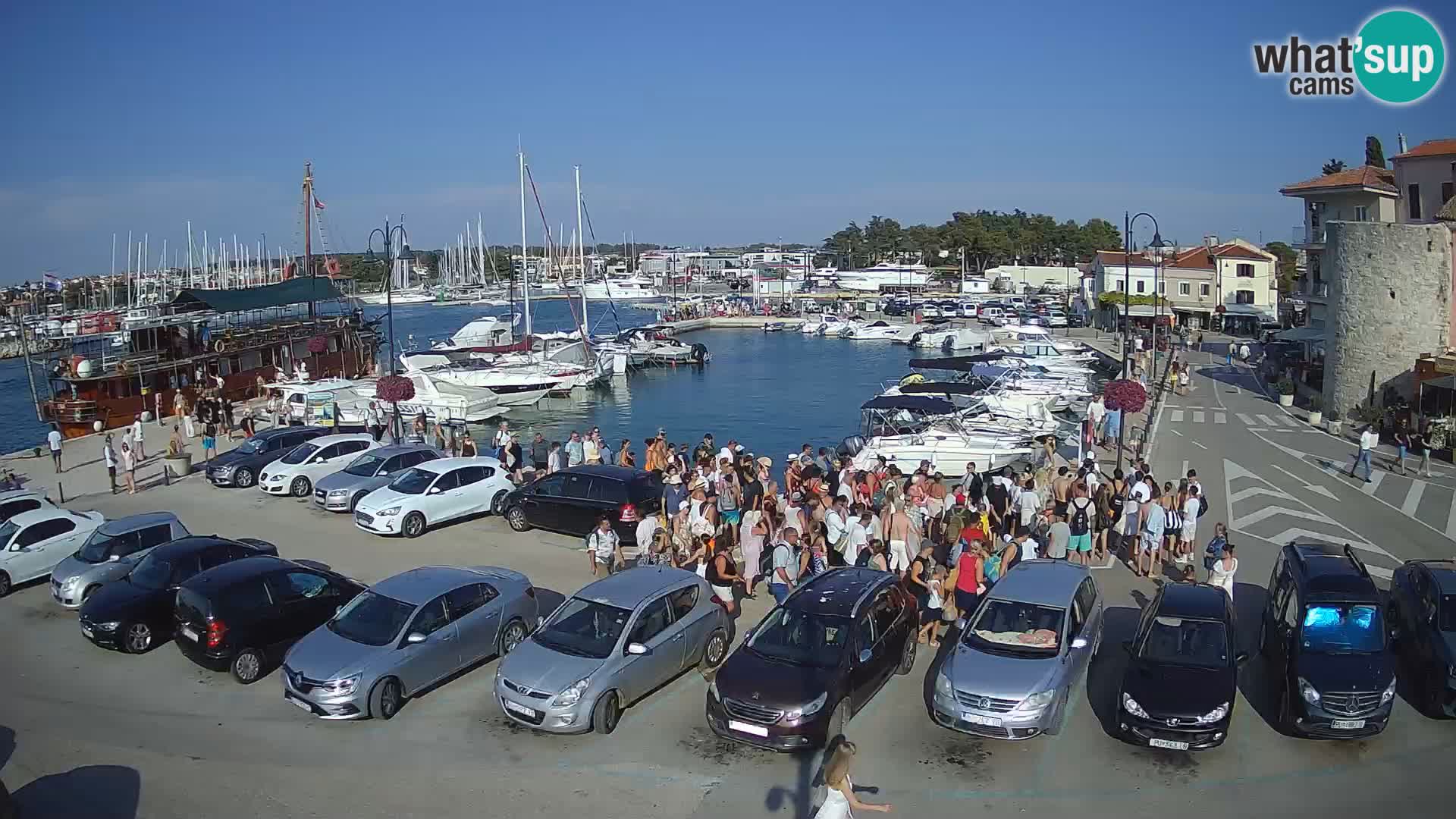 Novigrad | Porporela marina