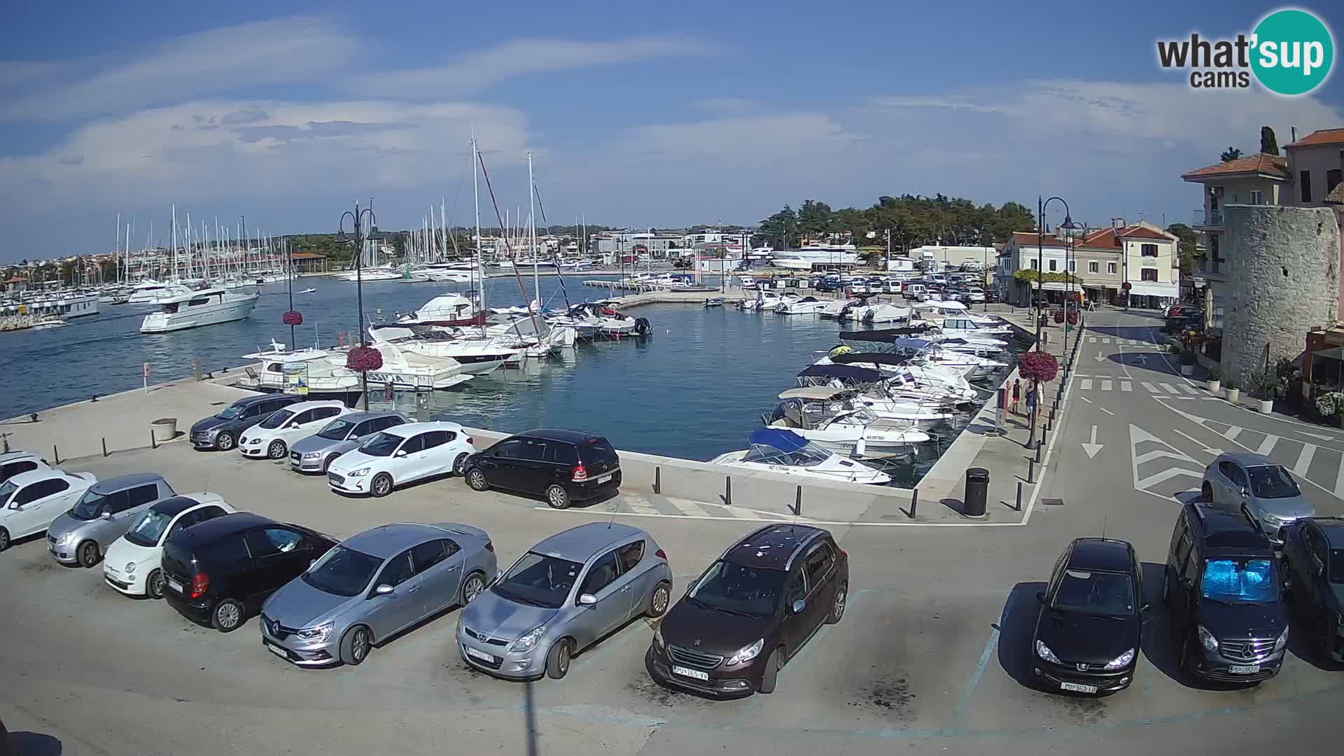 Novigrad | Porporela marina