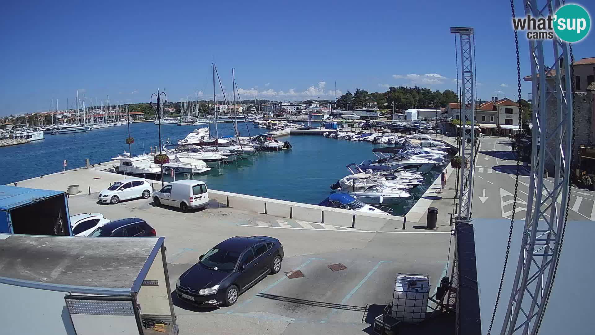 Novigrad | Porporela marina
