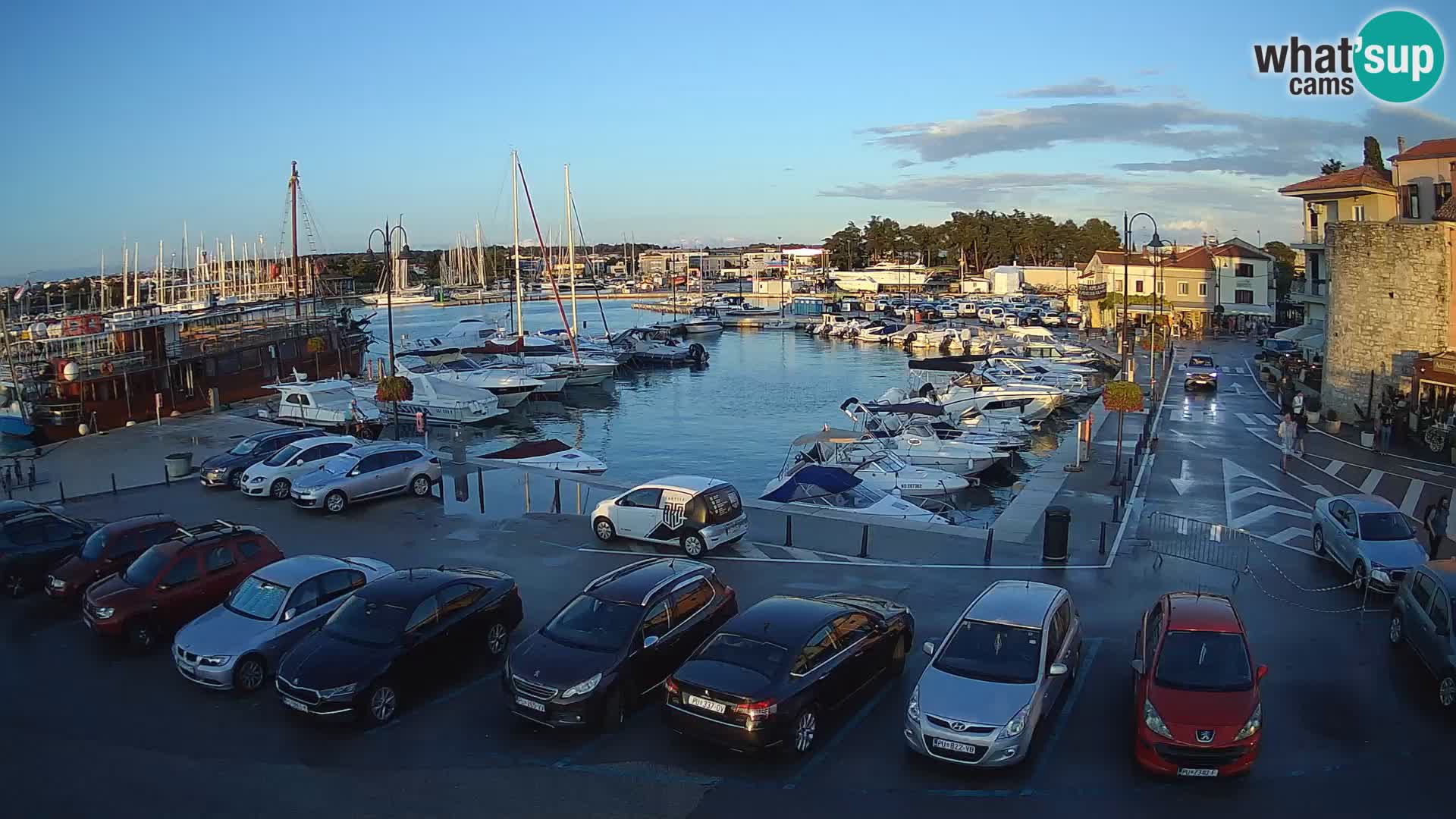 Novigrad | Porporela marina
