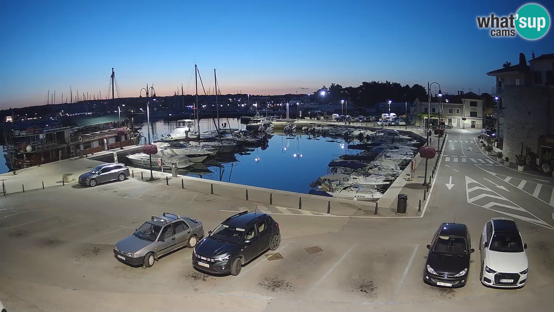 Novigrad | Porporela marina