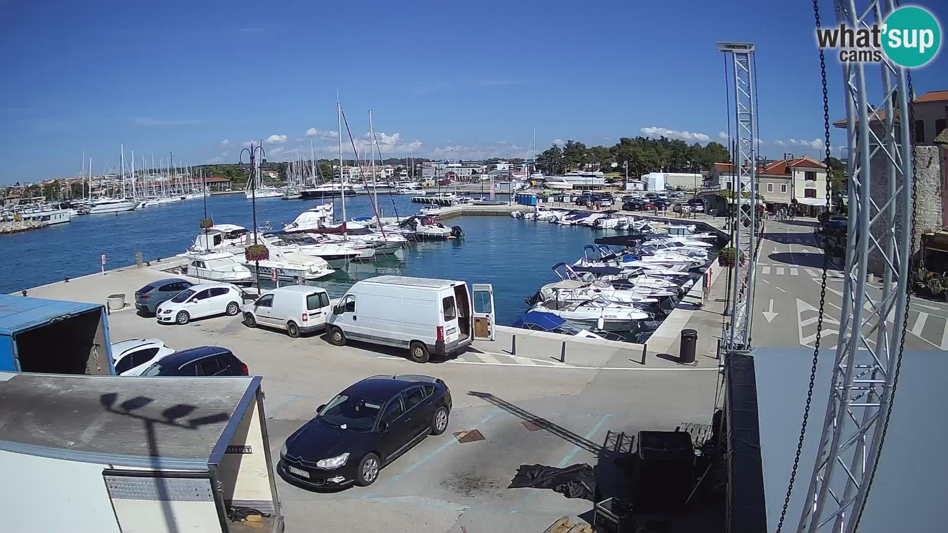 Novigrad | Porporela marina