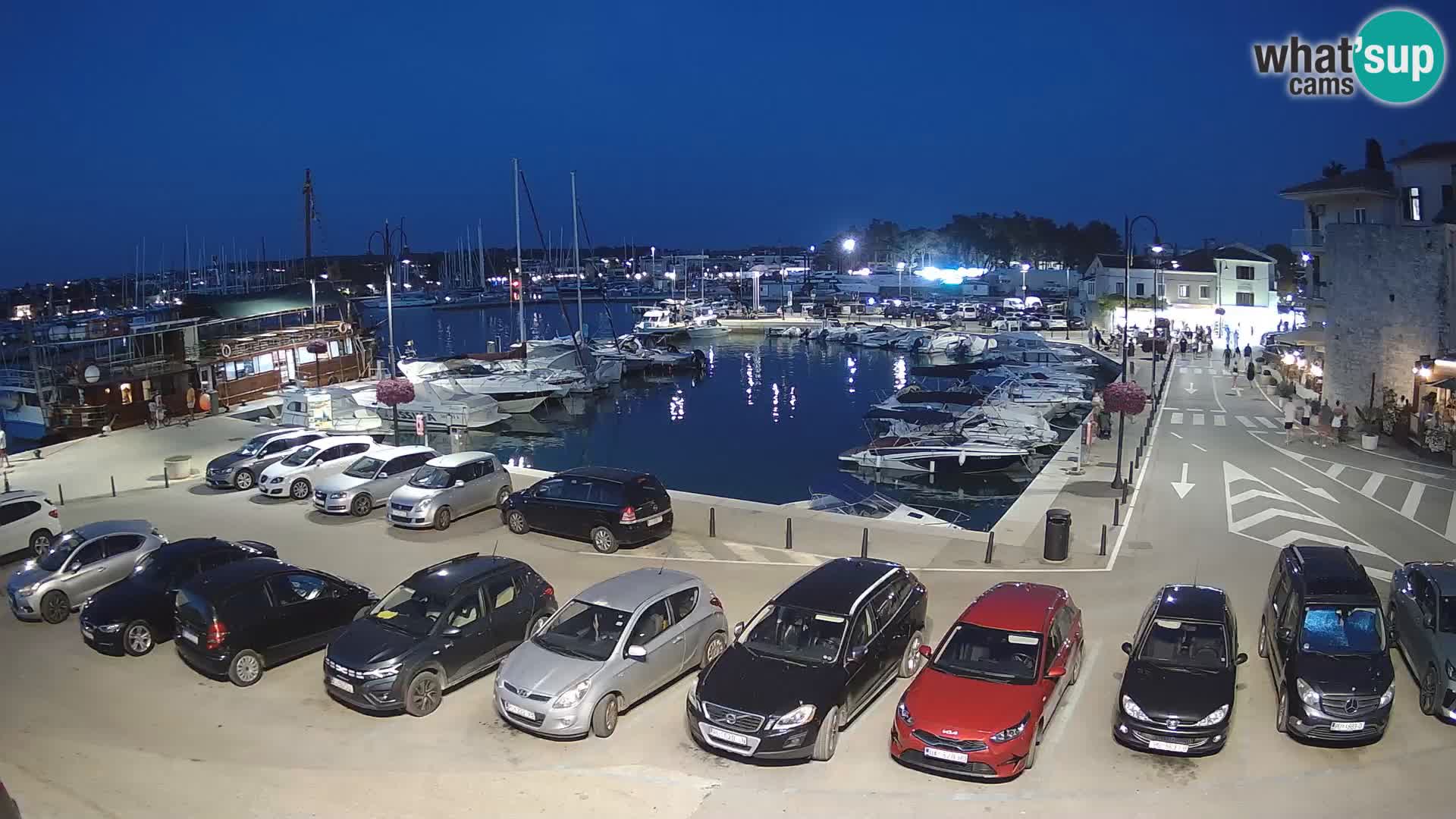 Novigrad | Porporela marina