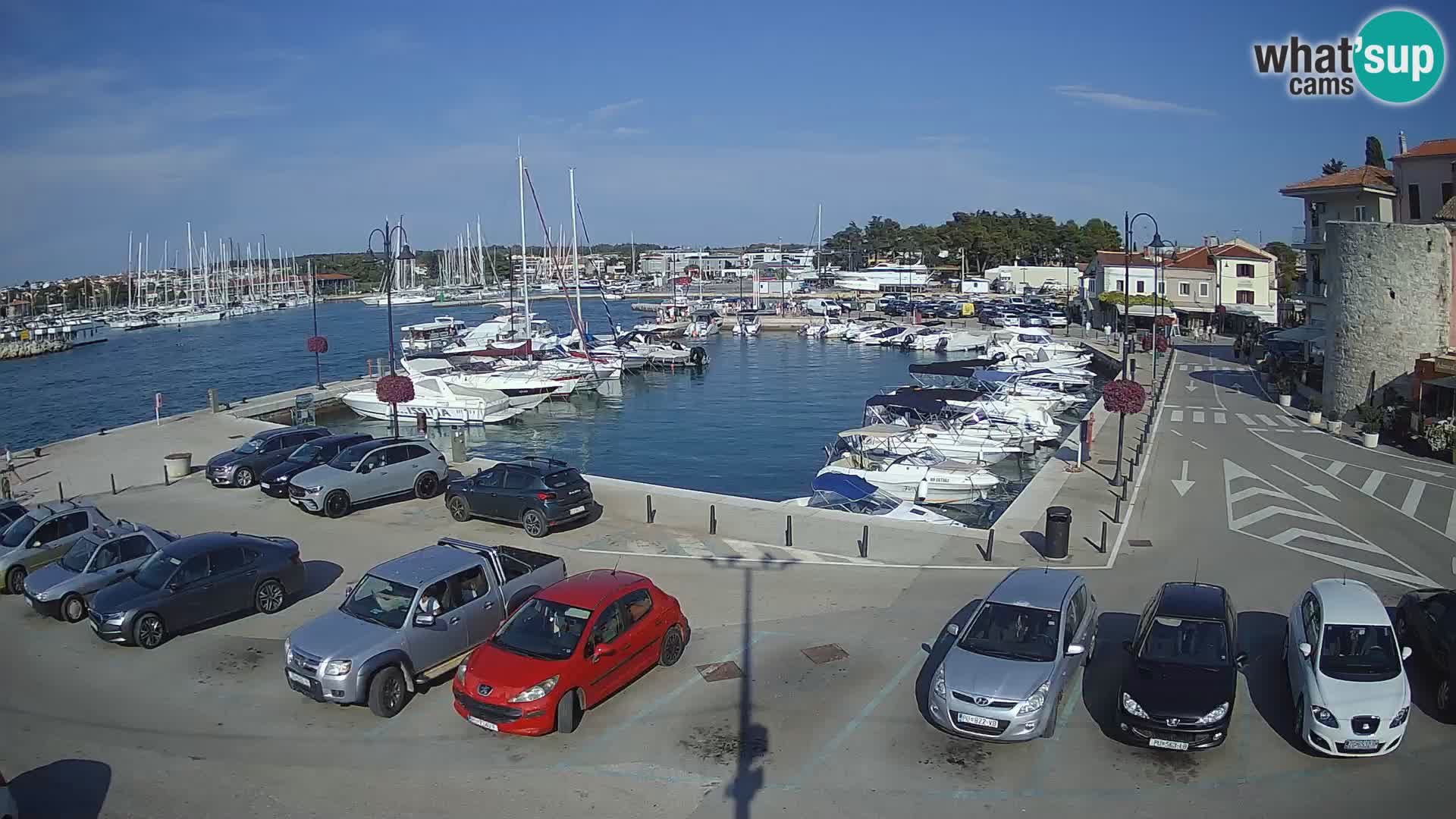 Novigrad | Porporela marina