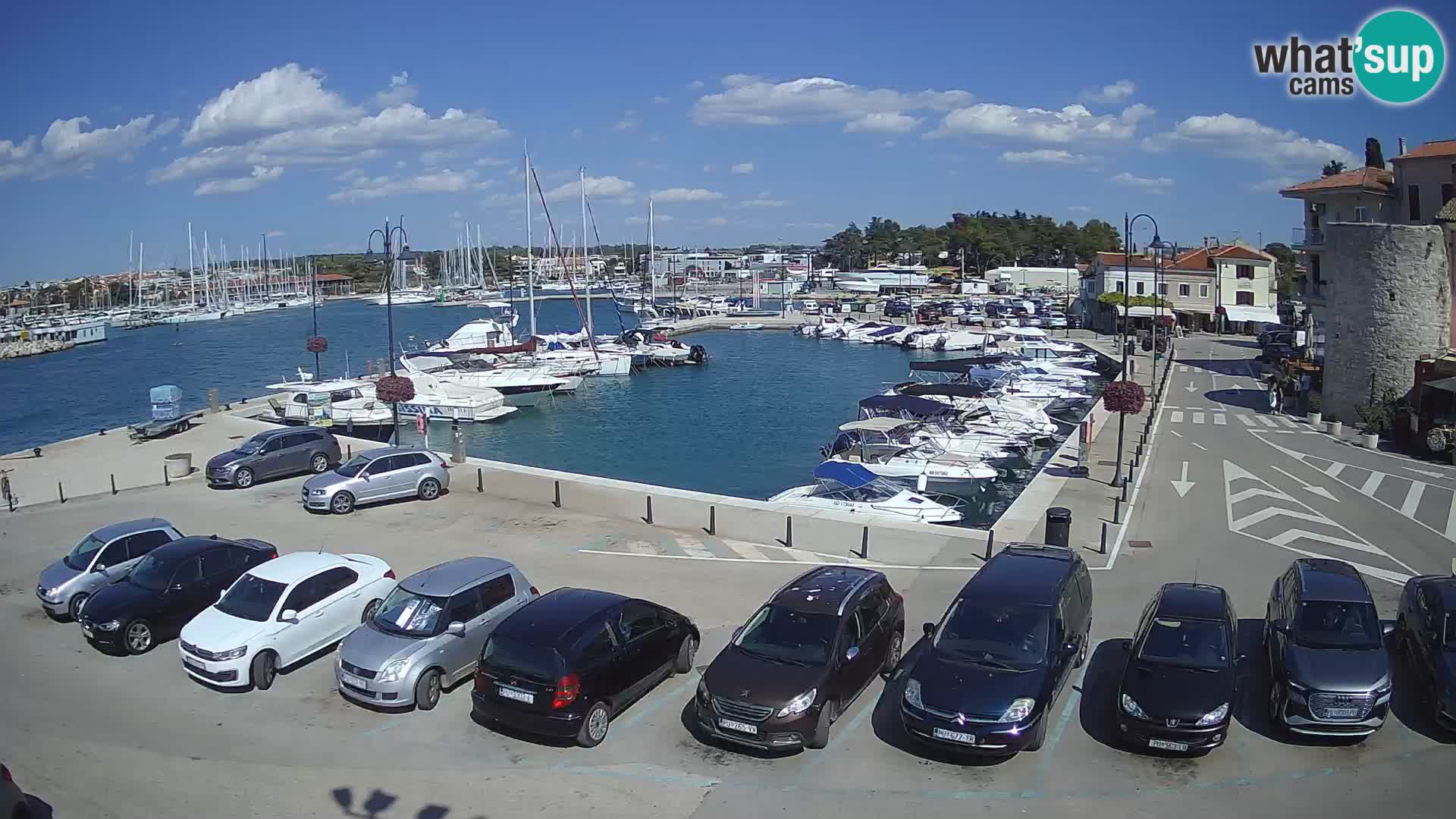 Novigrad | Porporela marina