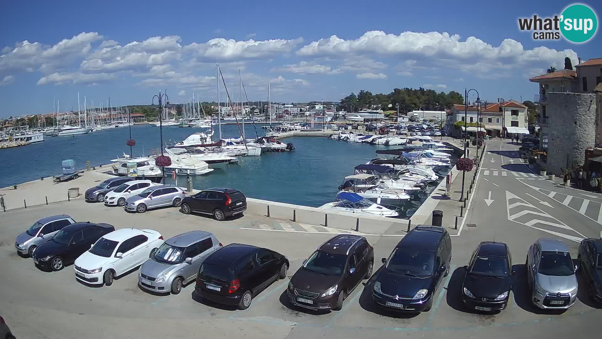Novigrad | Porporela marina