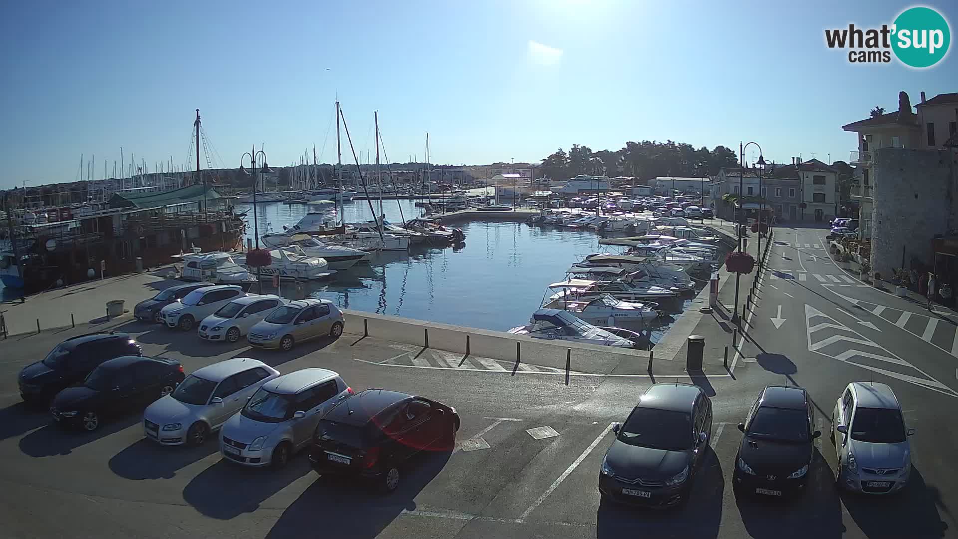 Novigrad | Porporela marina