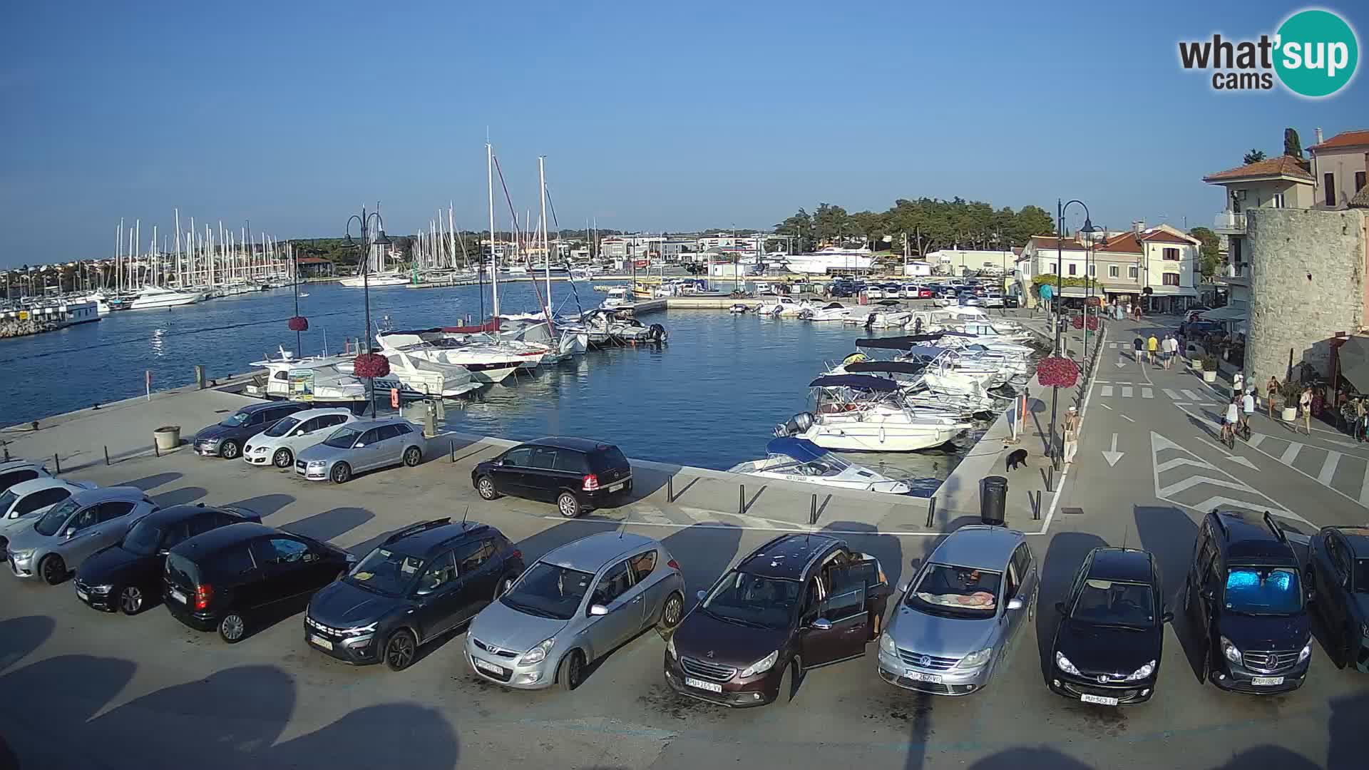 Novigrad | Porporela marina