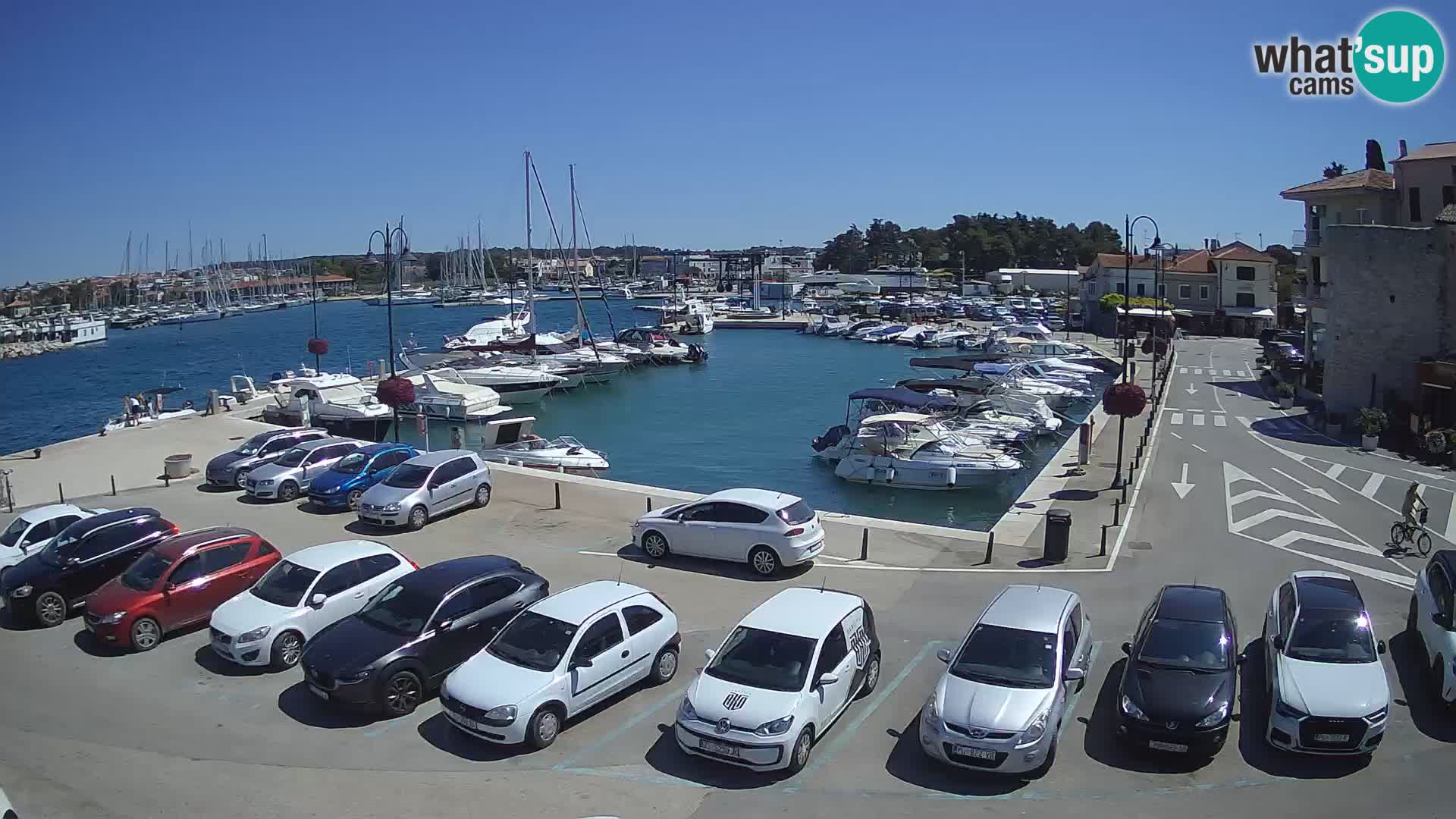 Novigrad | Porporela marina