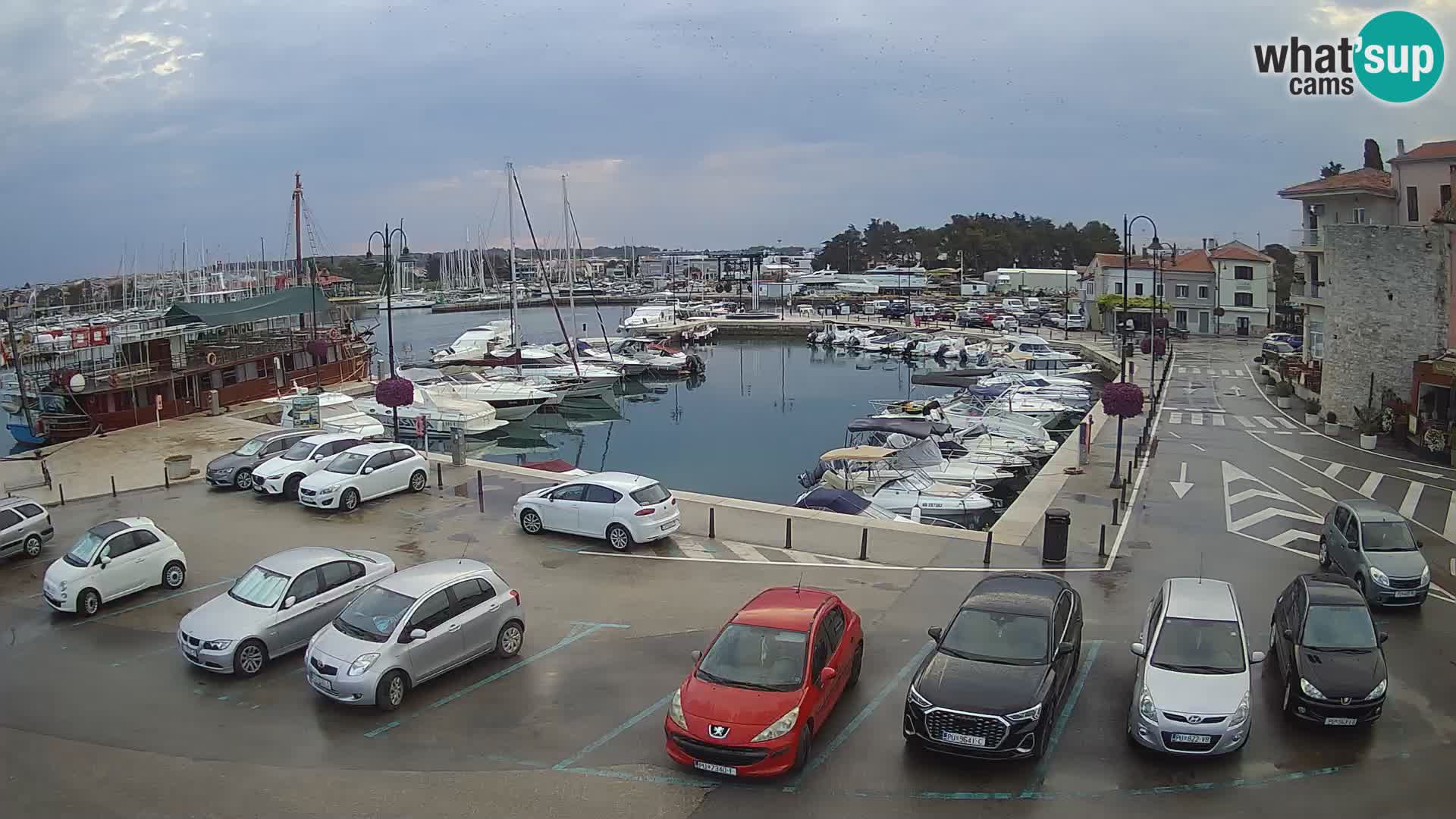 Novigrad | Porporela marina