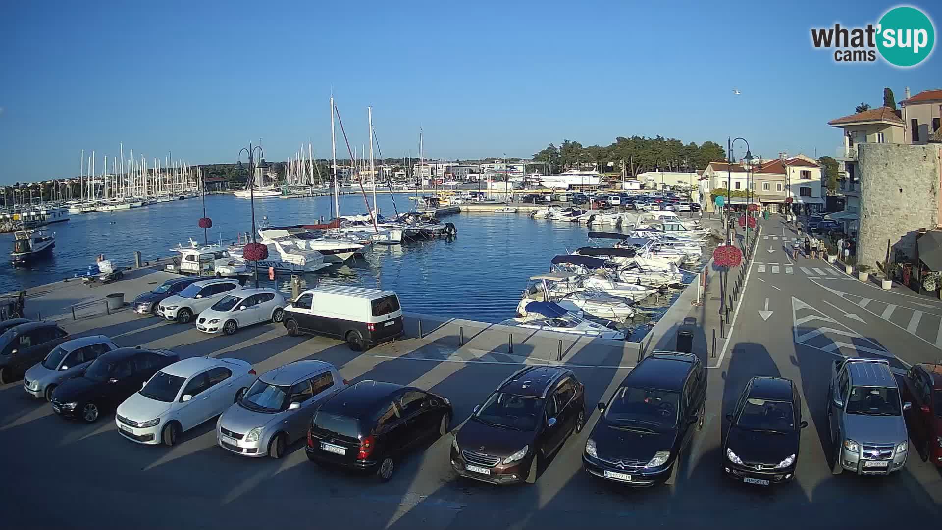 Novigrad | Porporela marina